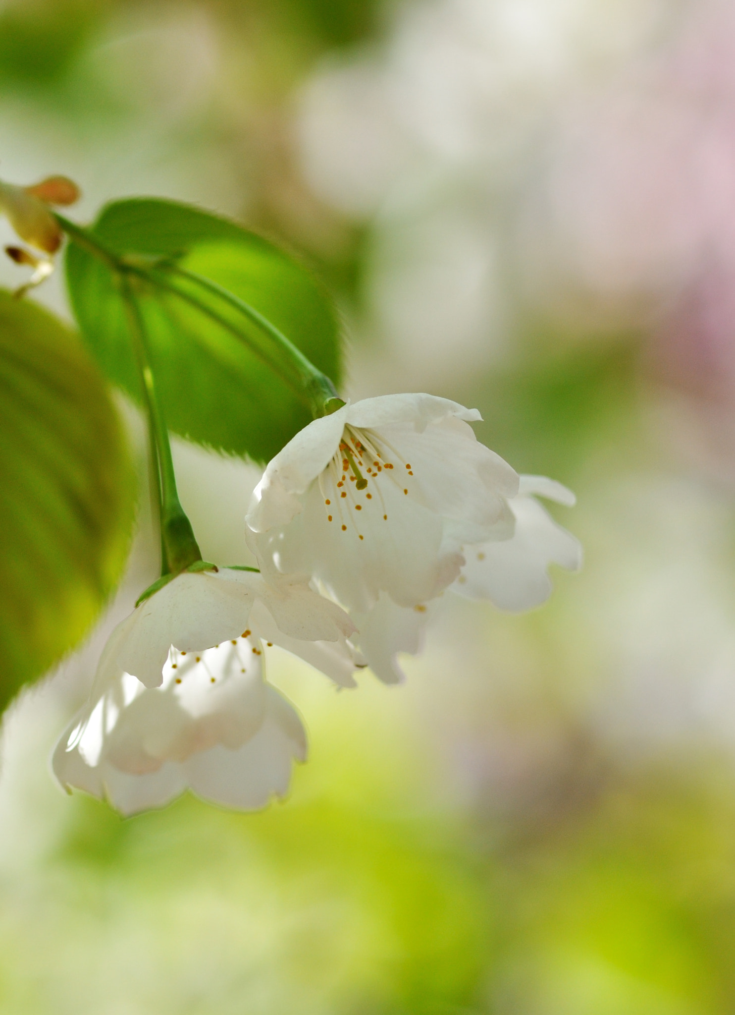 ZEISS Makro-Planar T* 100mm F2 sample photo. Cherry blossom photography