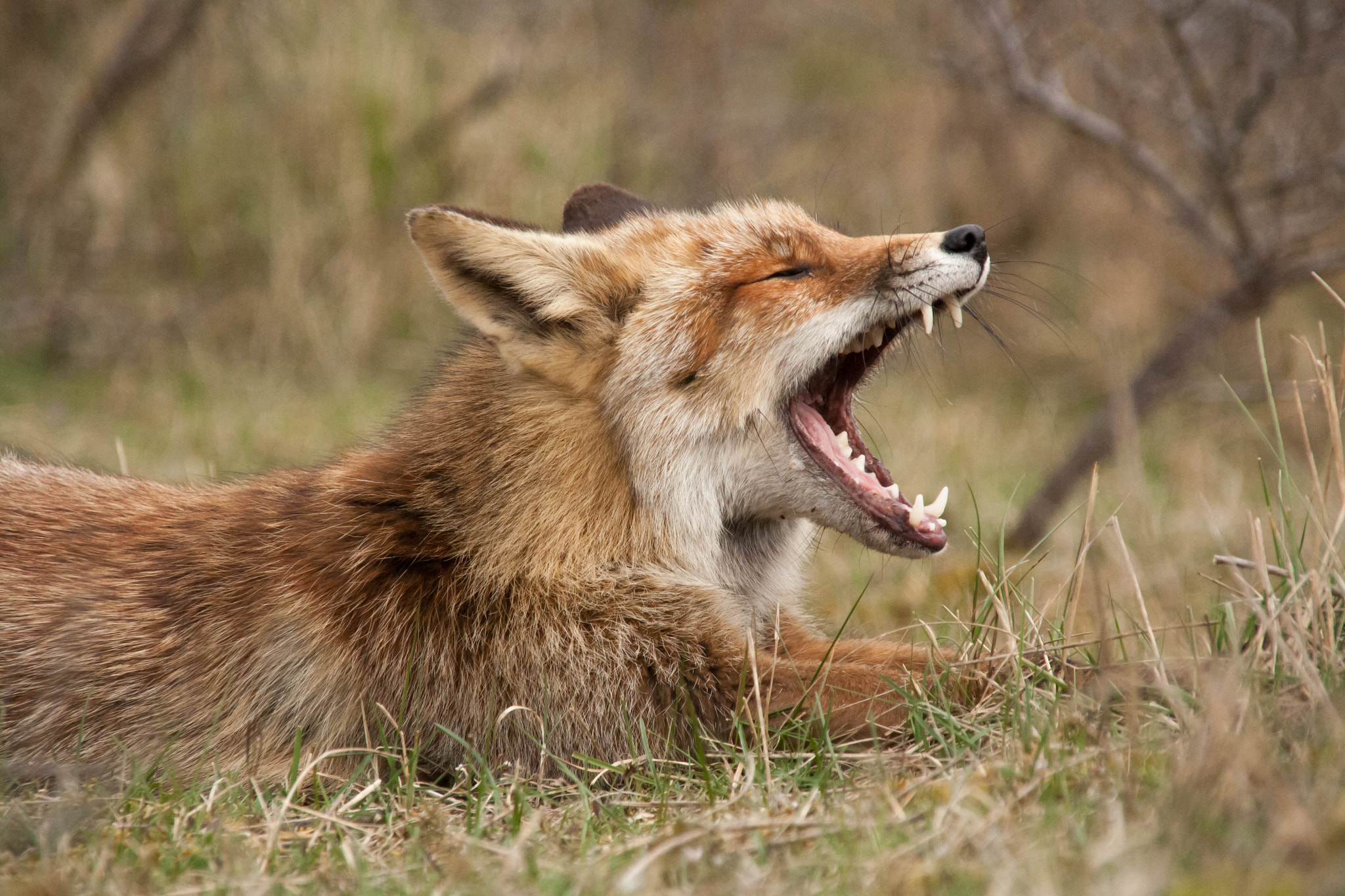 Sigma 18-200mm f/3.5-6.3 DC OS sample photo. A big yawn :d photography
