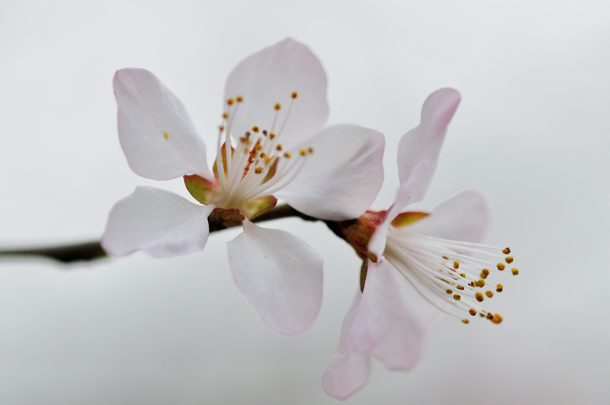 ZEISS Makro-Planar T* 100mm F2 sample photo. White flower photography
