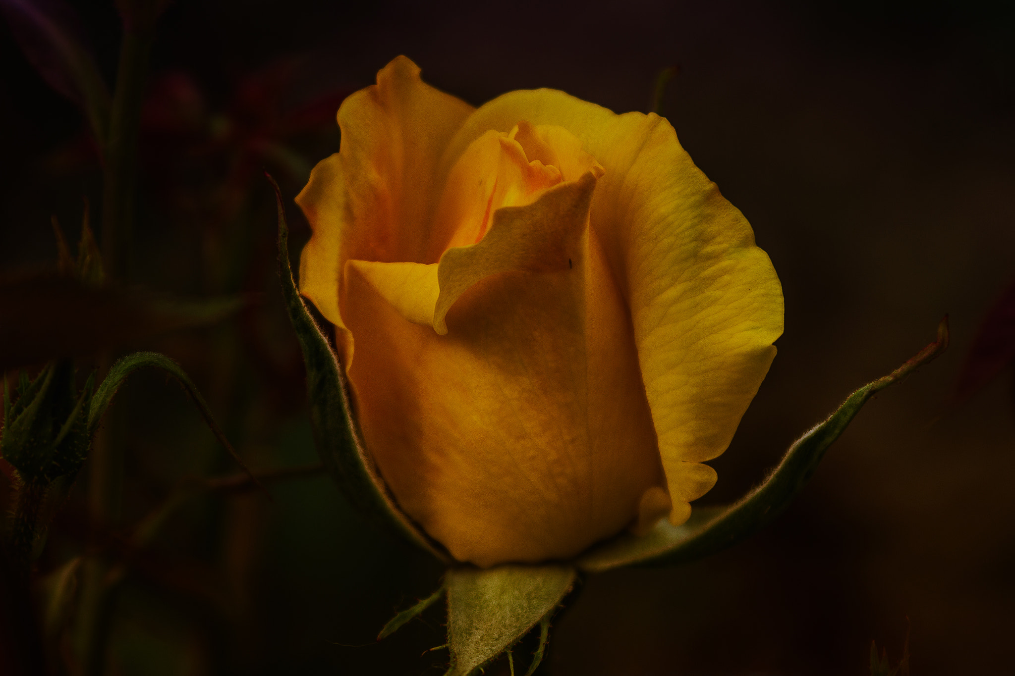 Canon EF 28-90mm f/4-5.6 sample photo. Rose.jpg photography
