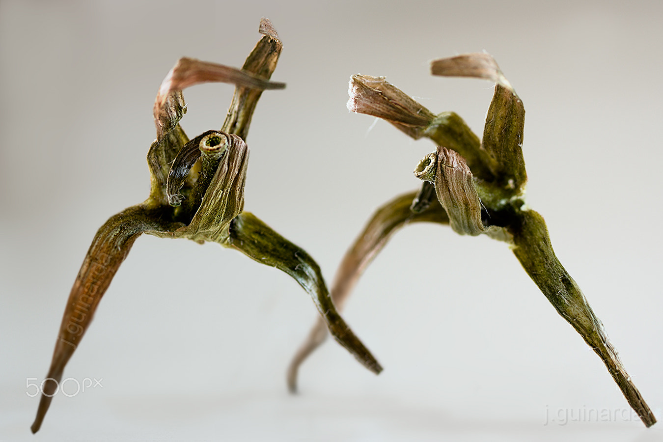 Pentax smc D-FA 50mm F2.8 Macro sample photo. Kung-fu!! photography