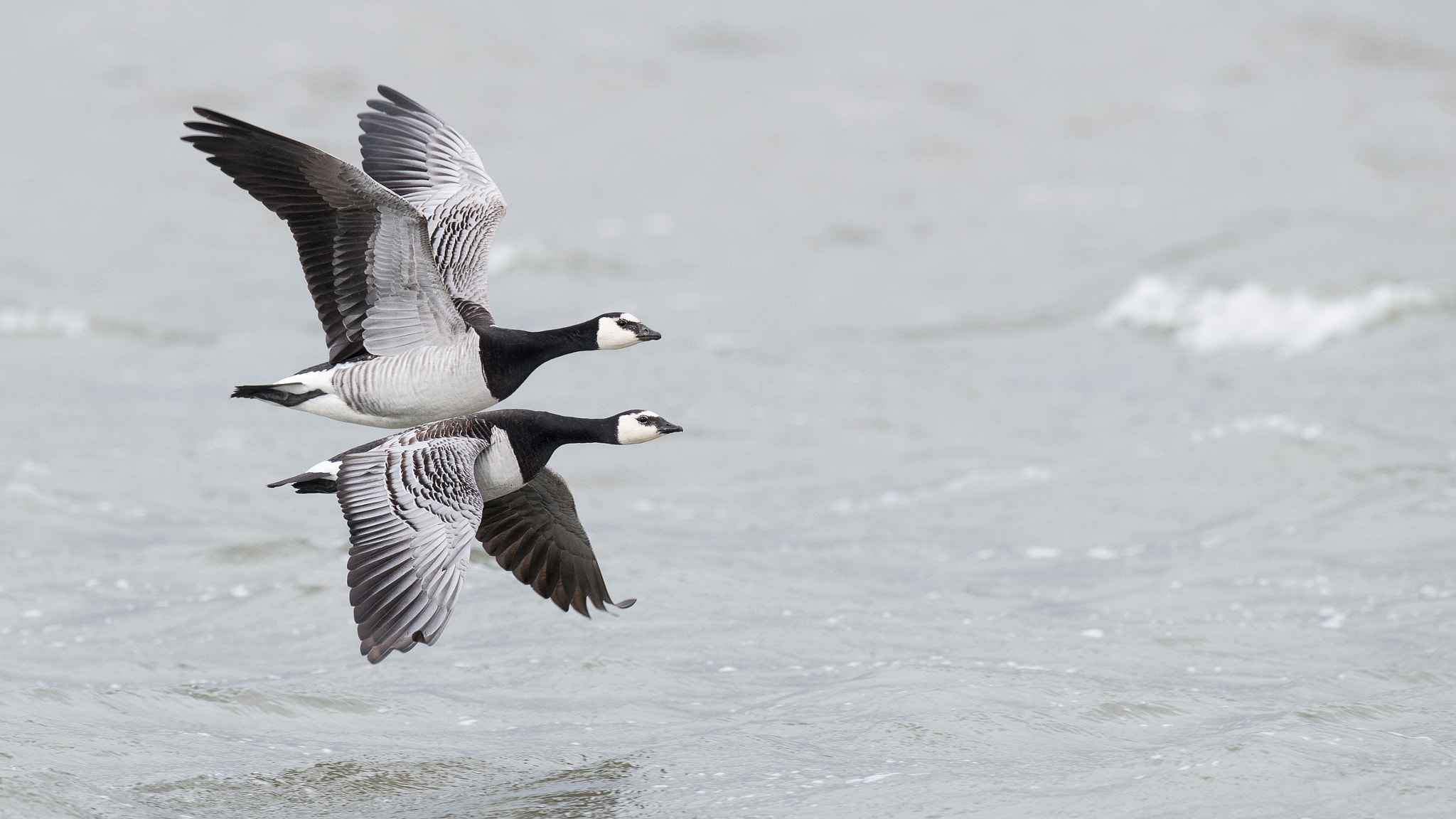 Nikon D800 + Nikon AF-S Nikkor 500mm F4G ED VR sample photo. Nonnengänse photography