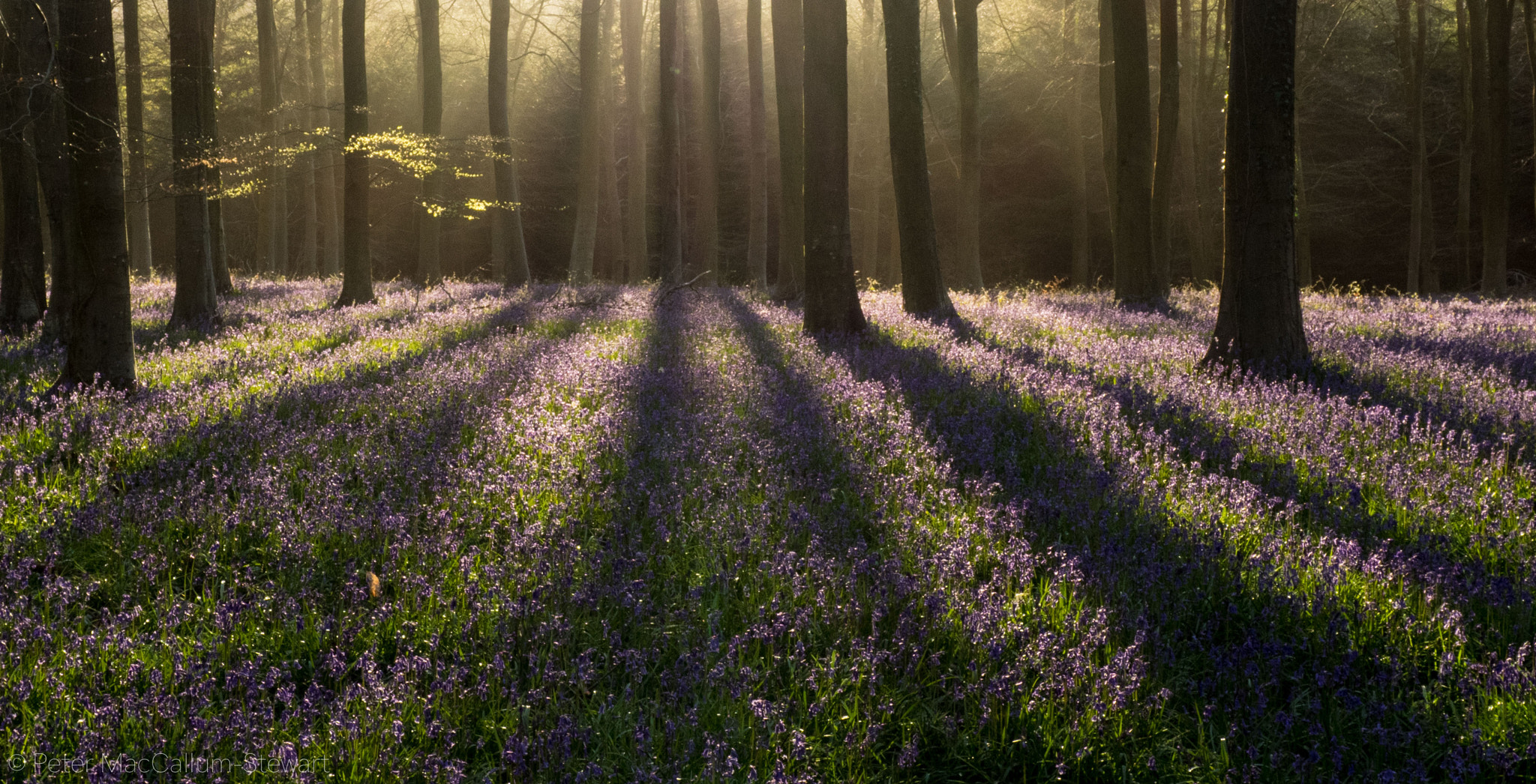 Olympus OM-D E-M1 + OLYMPUS M.12-50mm F3.5-6.3 sample photo. Wepham woods at sunrise photography