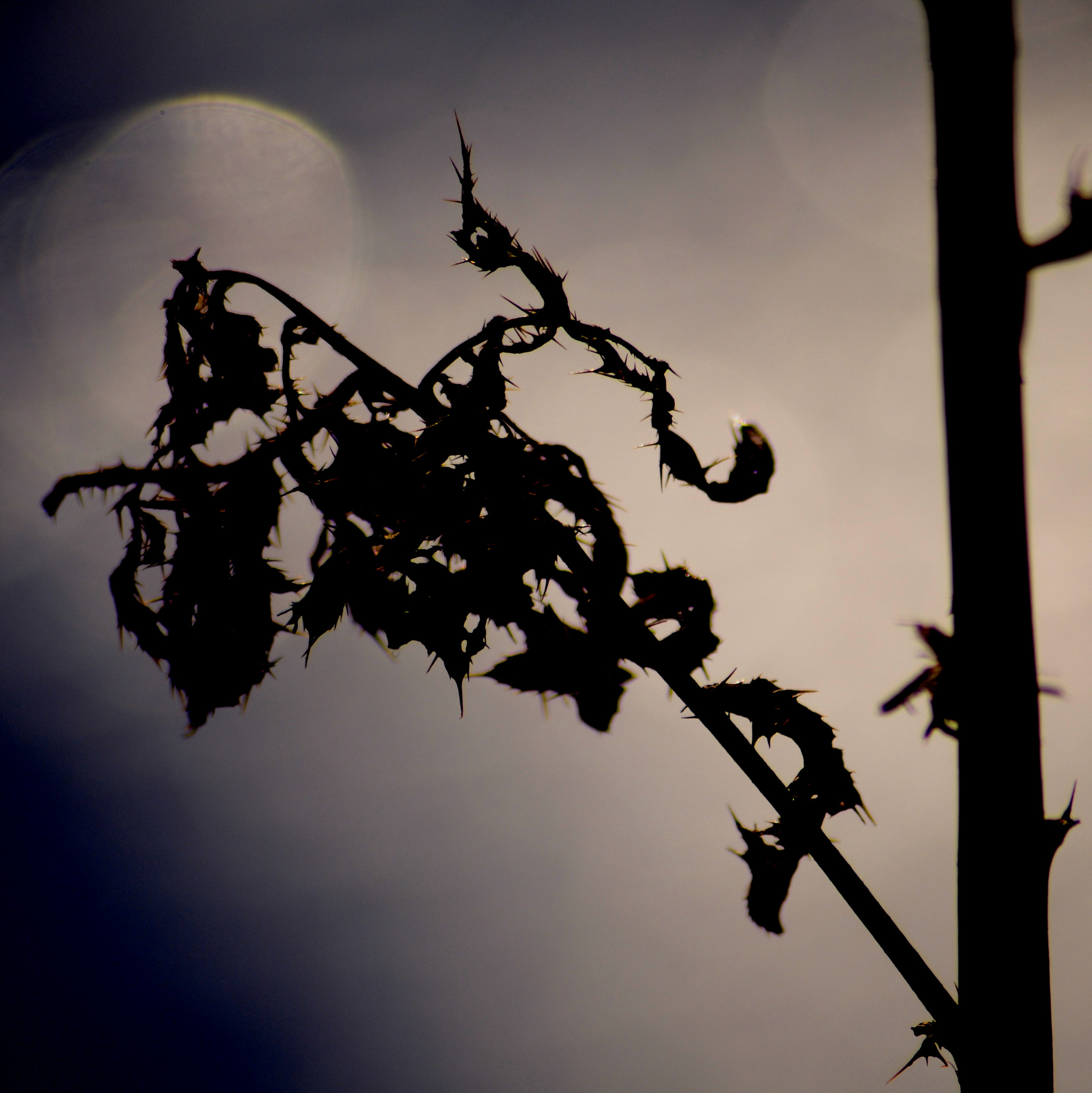 Sigma 70-300mm F4-5.6 APO Macro Super II sample photo. 7 photography