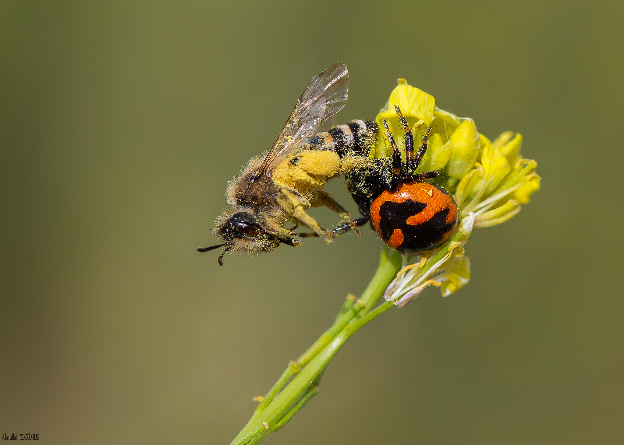 Canon EF 100mm F2.8 Macro USM sample photo. Av photography