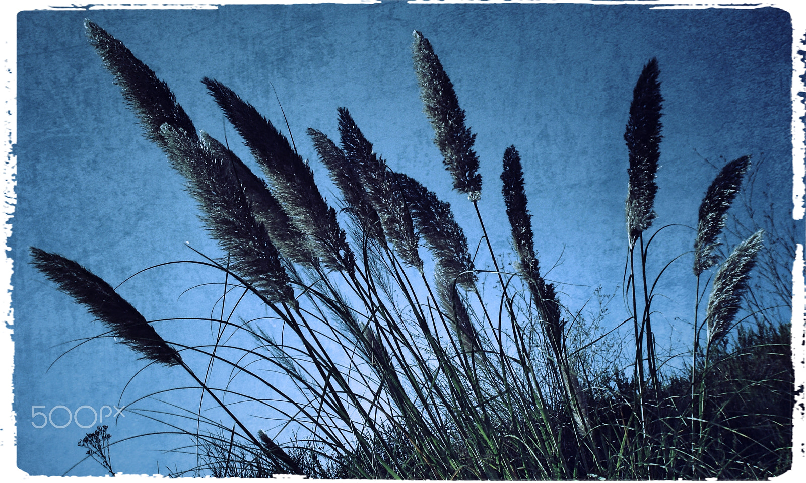 Olympus u760,S760 sample photo. Wide and wild bouquet photography