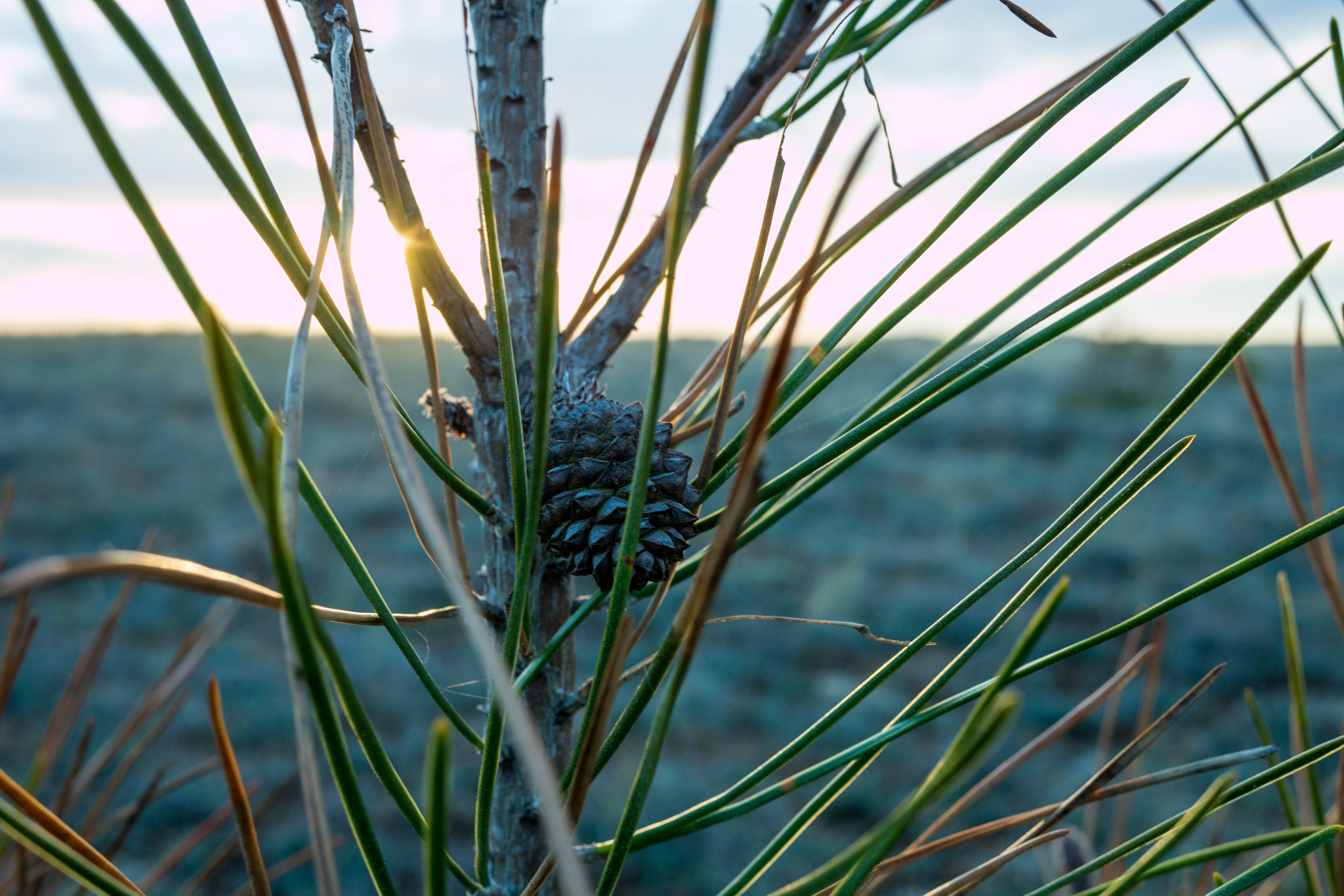 Panasonic Lumix DMC-G7 + LUMIX G 20/F1.7 II sample photo. Little pine cone photography