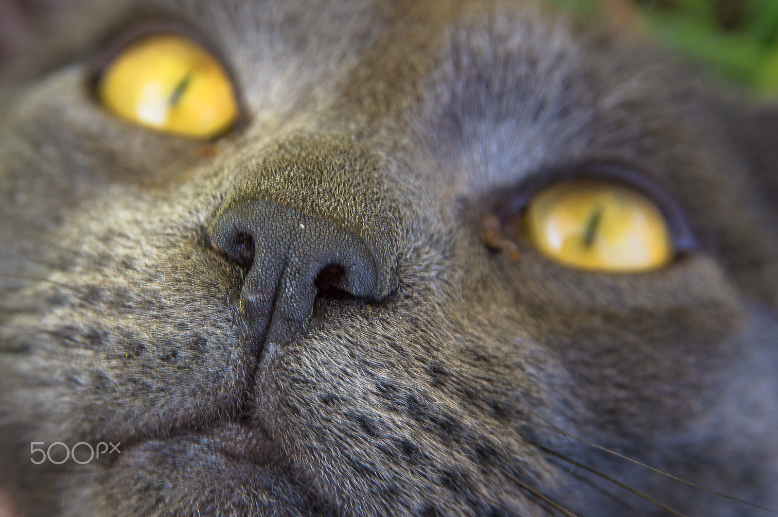 Sigma 17-70mm F2.8-4 DC Macro OS HSM | C sample photo. Grey nose photography
