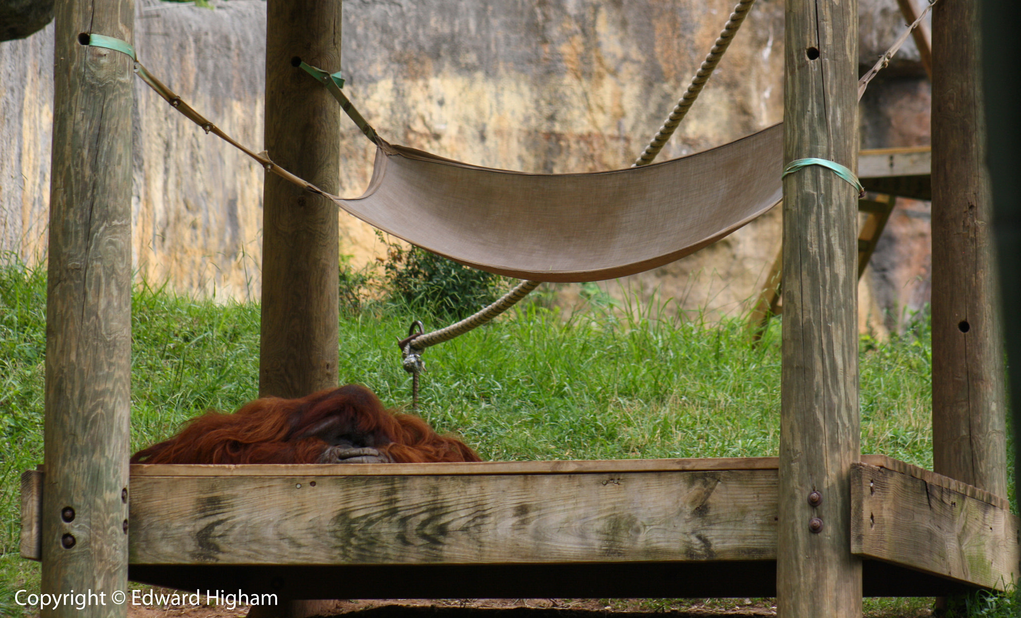 Canon EF 75-300mm f/4-5.6 USM sample photo. Captive life photography
