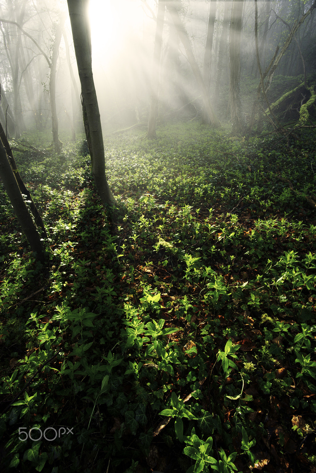 Nikon D600 sample photo. Green ground and misty morning photography