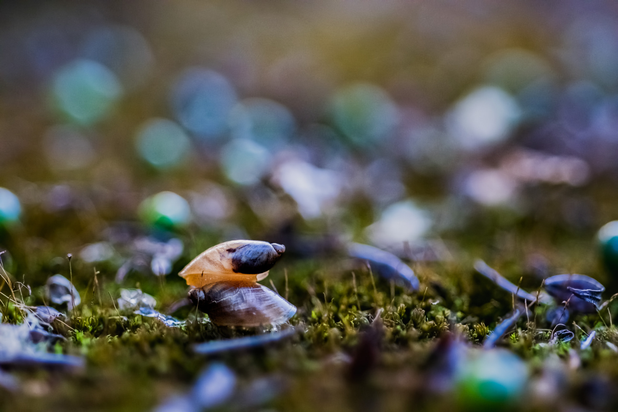 Nikon D5300 + Nikon AF Micro-Nikkor 60mm F2.8D sample photo. Snails making love photography