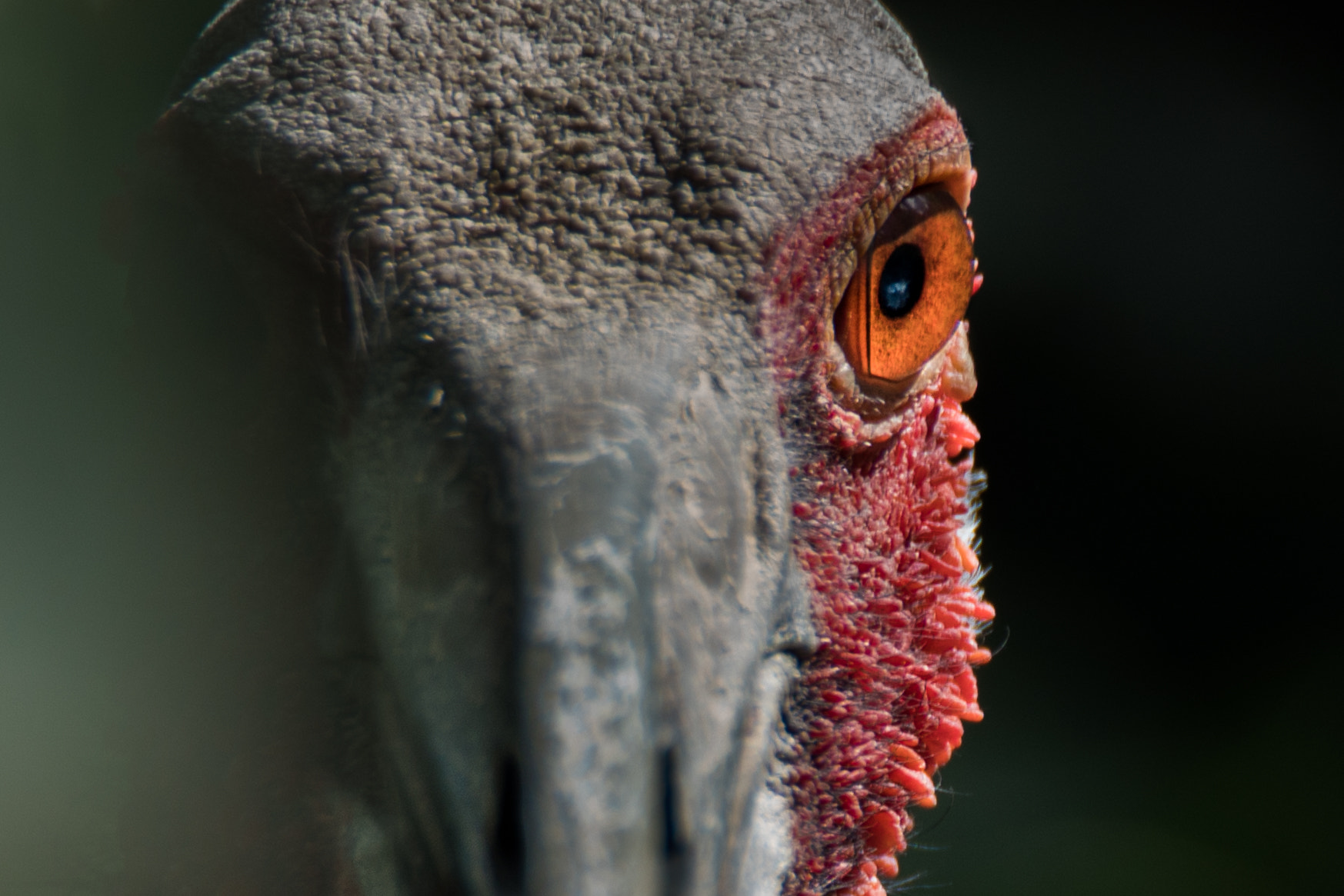 Tamron SP 150-600mm F5-6.3 Di VC USD sample photo. I see ya'll photography