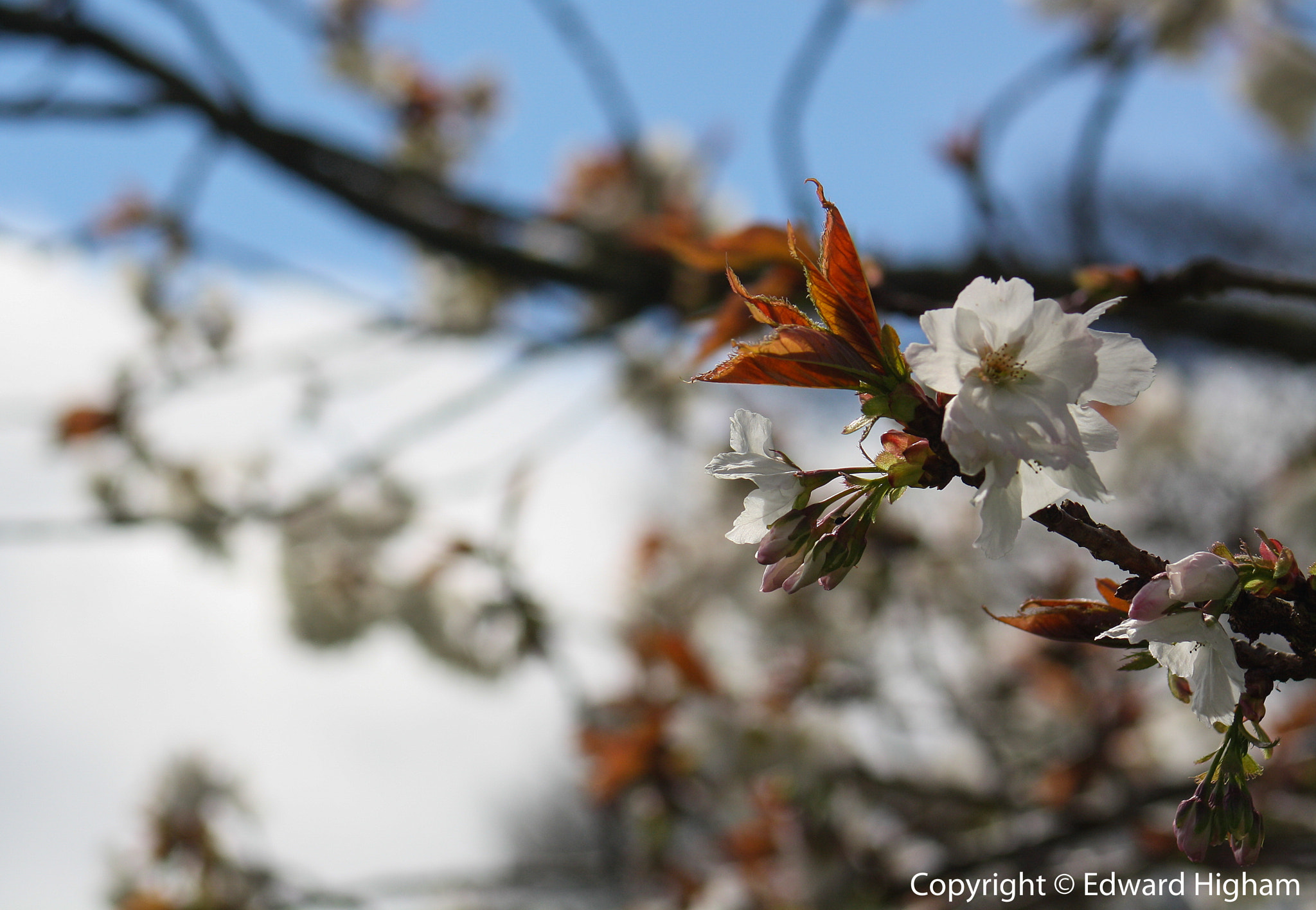 Canon EF 75-300mm f/4-5.6 USM sample photo. Blossom photography