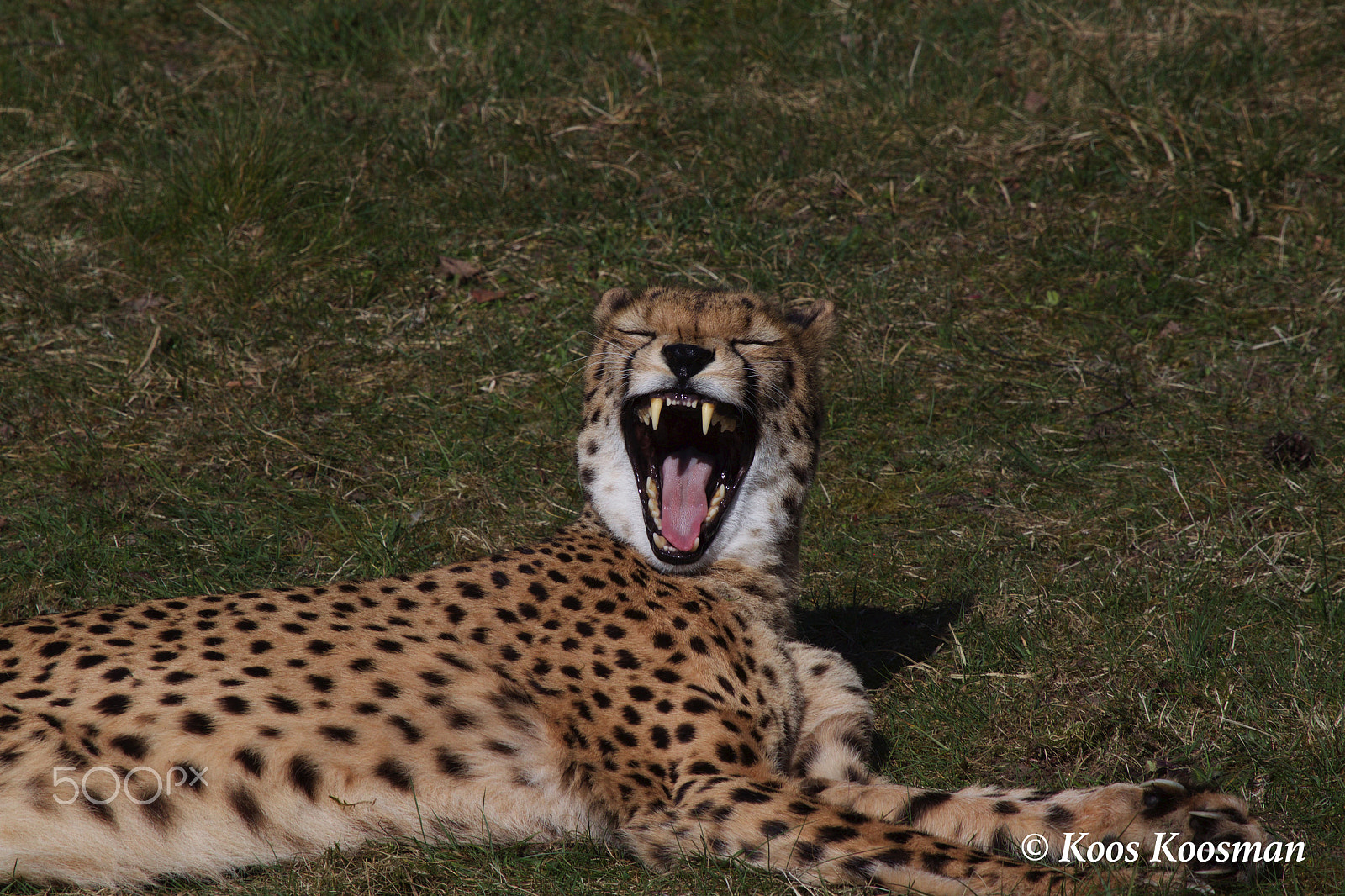 Canon EF 100-400mm F4.5-5.6L IS USM sample photo. Cheetah the hunting leopard photography