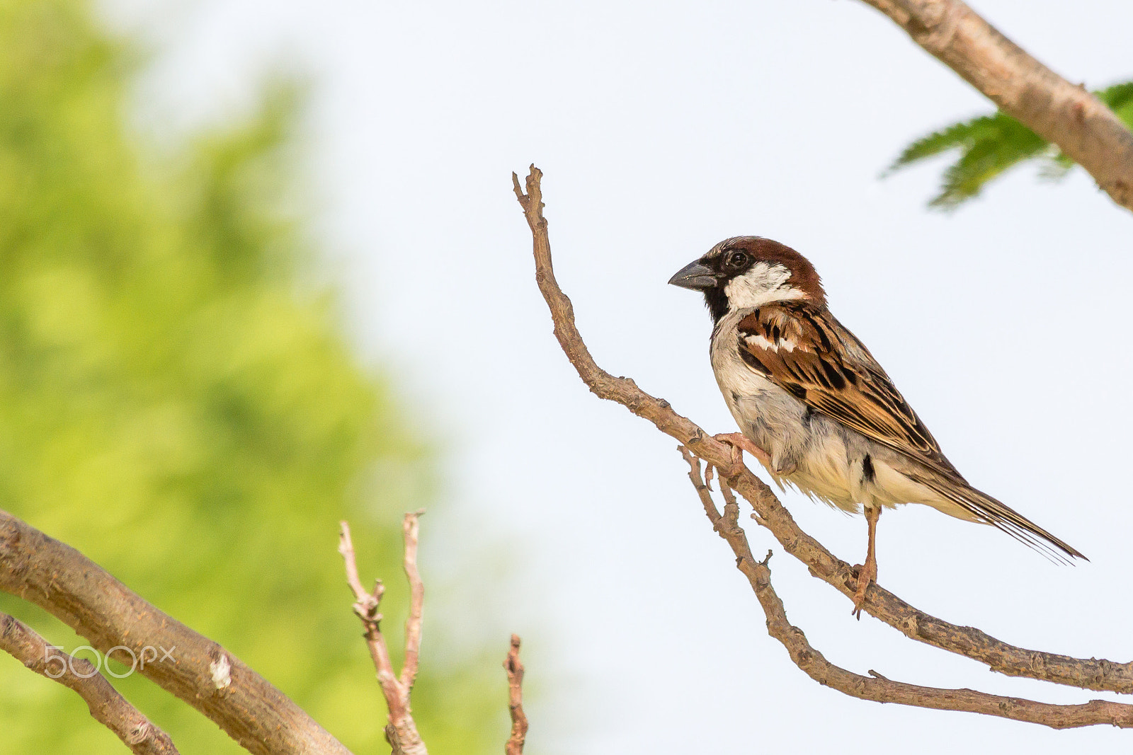 Canon EOS 650D (EOS Rebel T4i / EOS Kiss X6i) sample photo. Male house sparrow in abu dhabi photography
