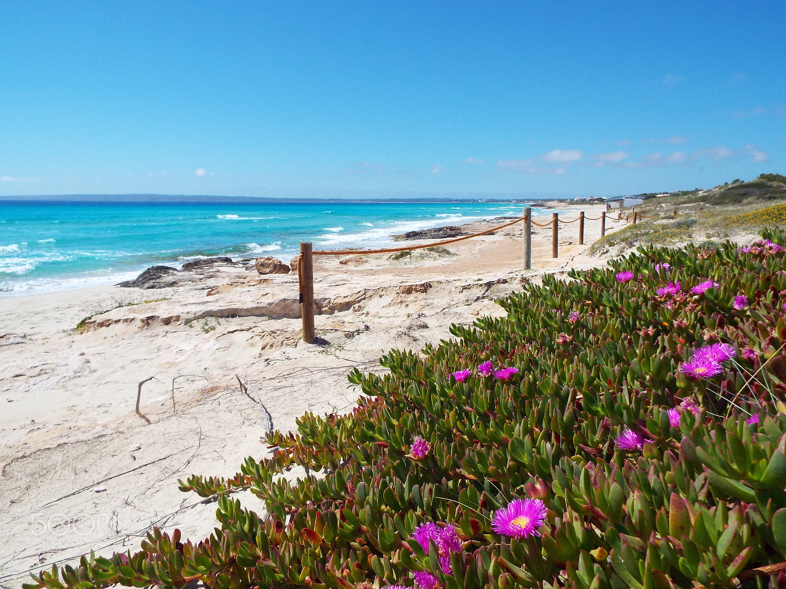 Fujifilm FinePix S8400W sample photo. Beach flowers photography