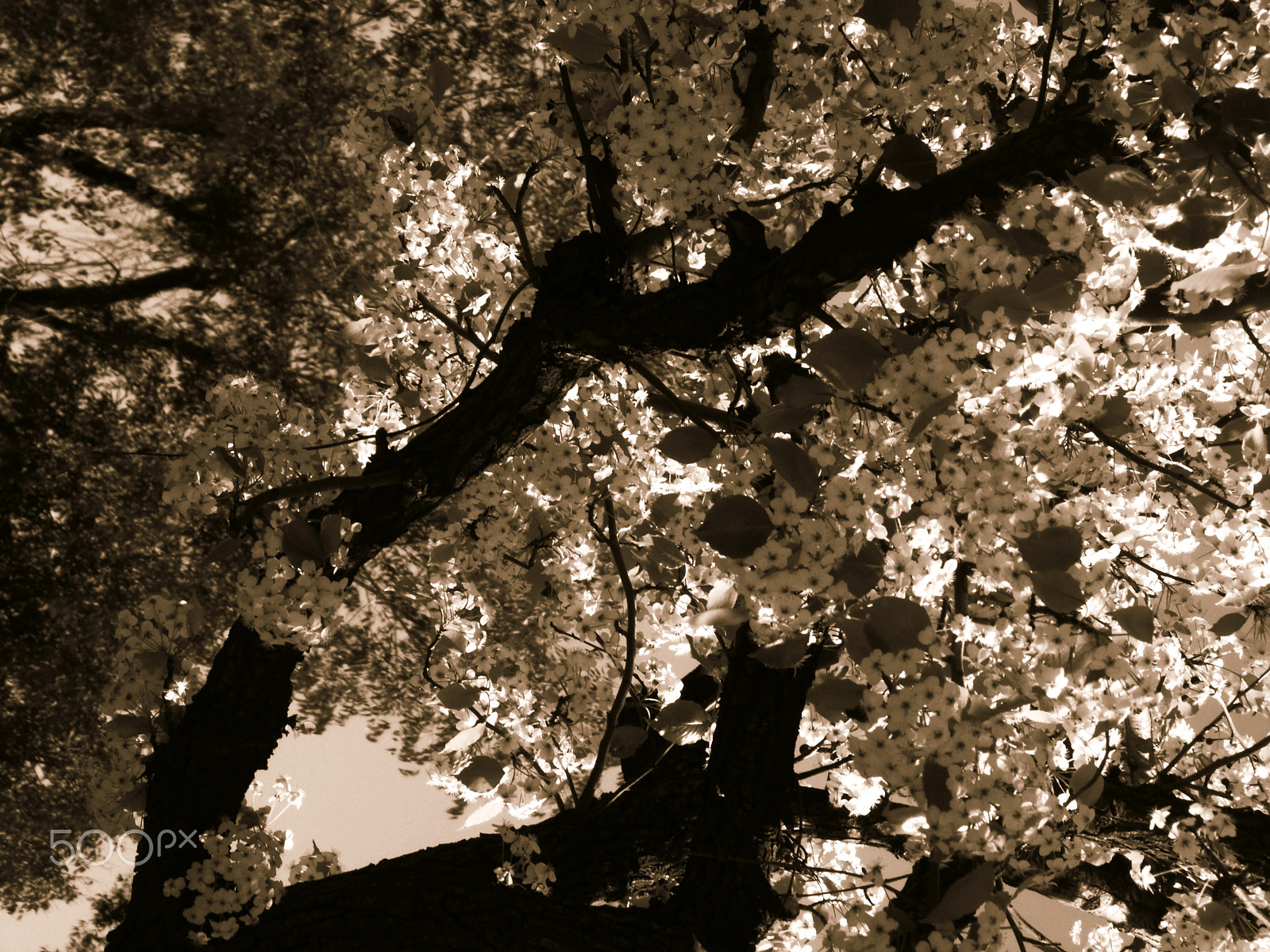 GENERAL IMAGING CO. X400 sample photo. Looking above photography