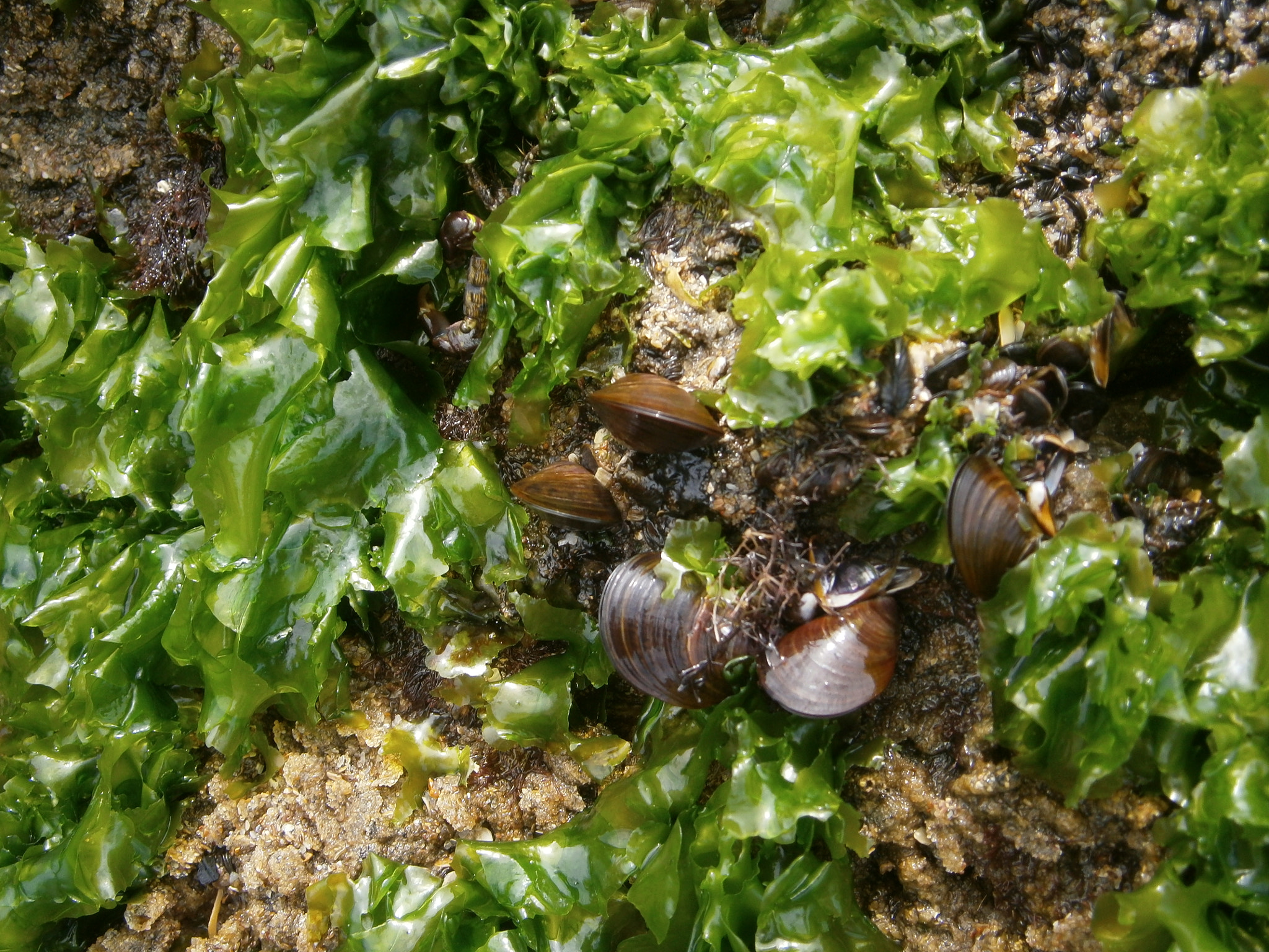 Olympus VG145,VG140,D715 sample photo. Life intertidal photography