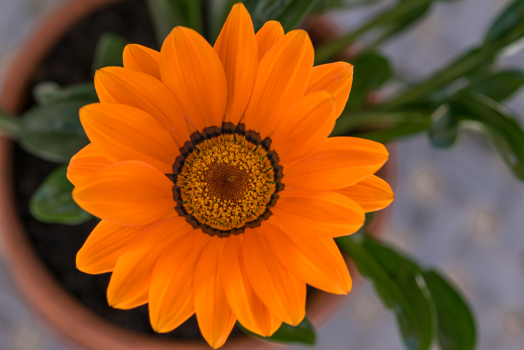Sony a7R + Sony 100mm F2.8 Macro sample photo. Orange beauty photography