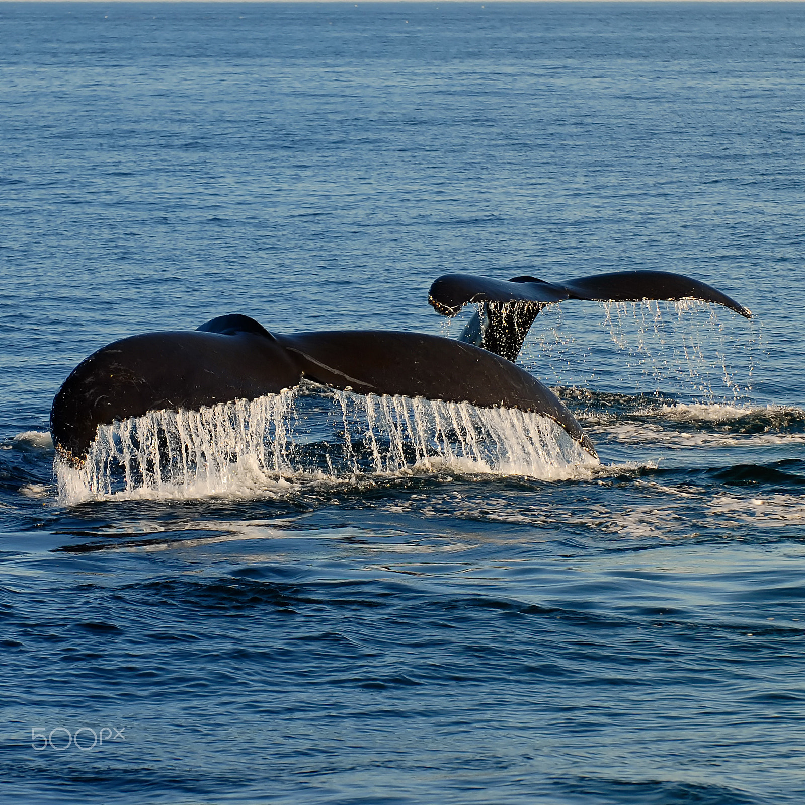 Nikon D200 + Nikon AF-S Nikkor 70-200mm F2.8G ED VR sample photo. Togetherness photography