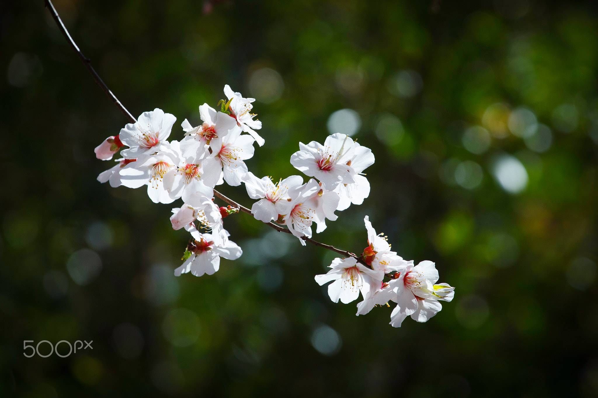 White Sakura