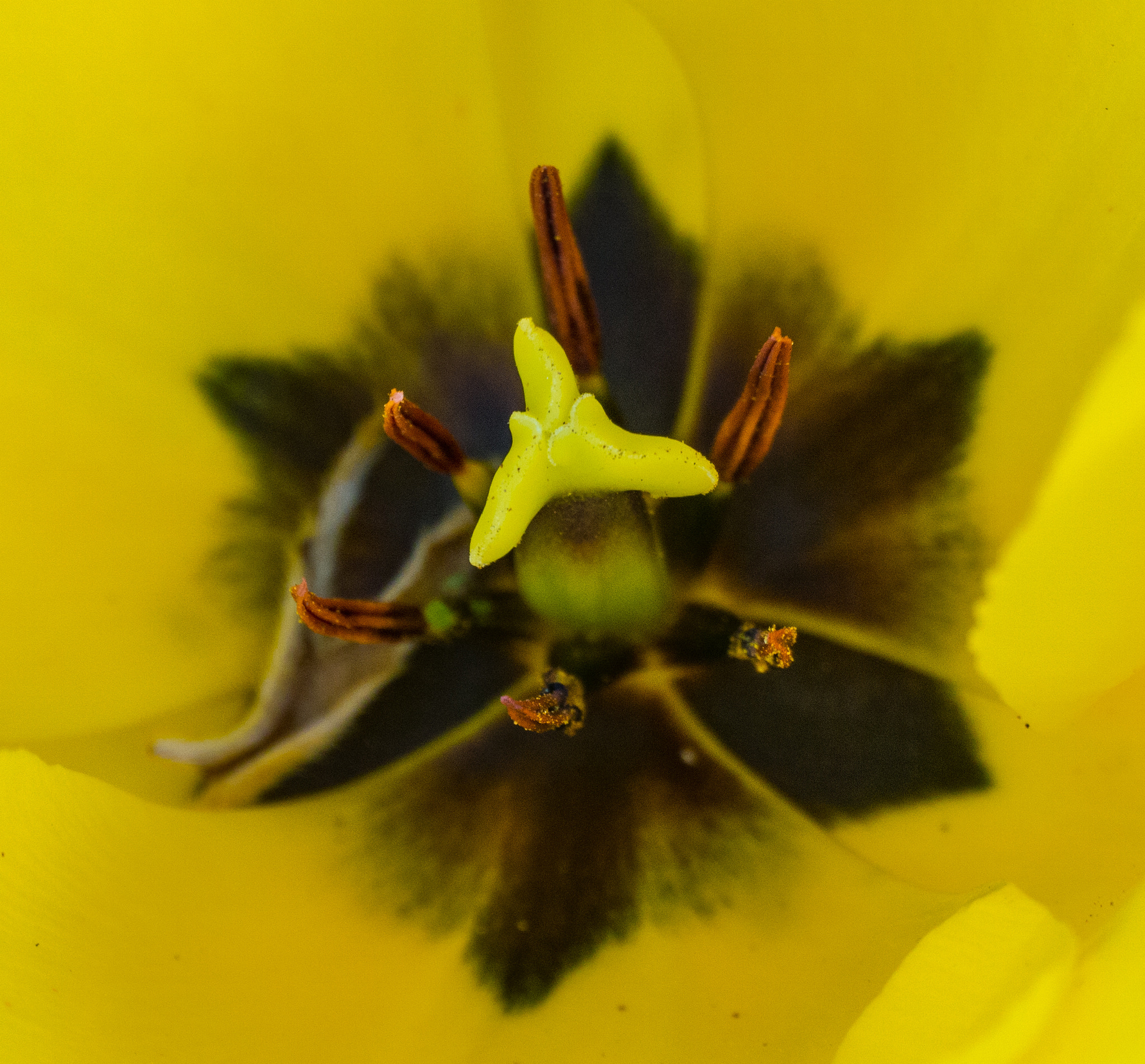 Panasonic Lumix DMC-G5 sample photo. Tulip macro photography