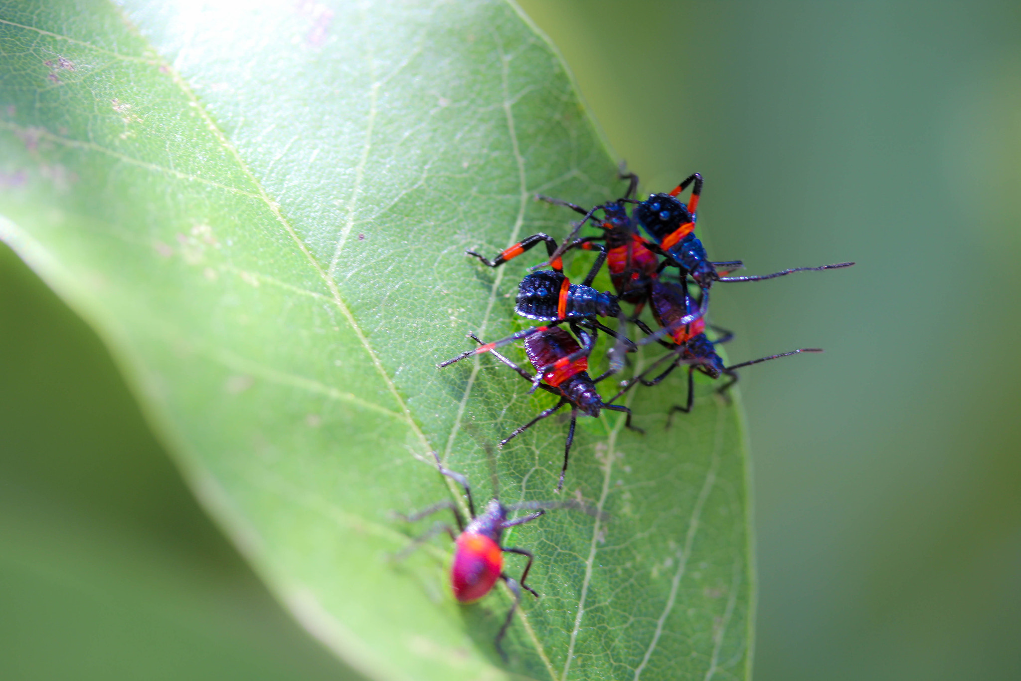 Canon EF-S 60mm F2.8 Macro USM sample photo. Macro - bugs photography