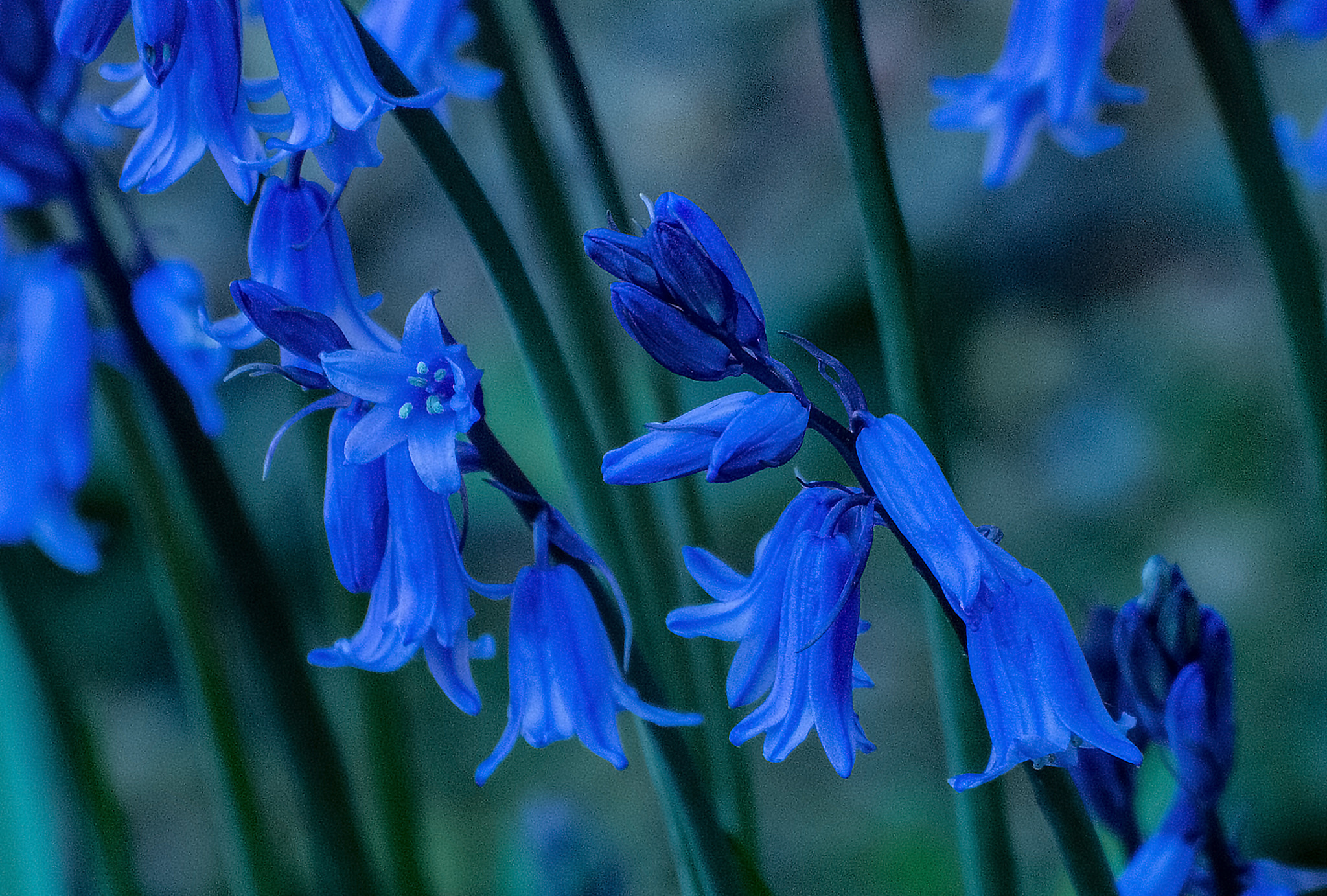 Panasonic Lumix DMC-G5 sample photo. Bluebells photography