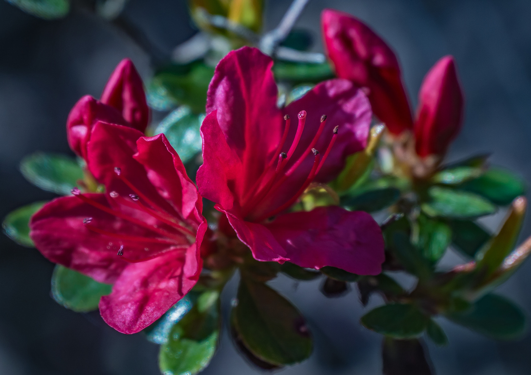 Panasonic Lumix DMC-G5 sample photo. Red azalea photography