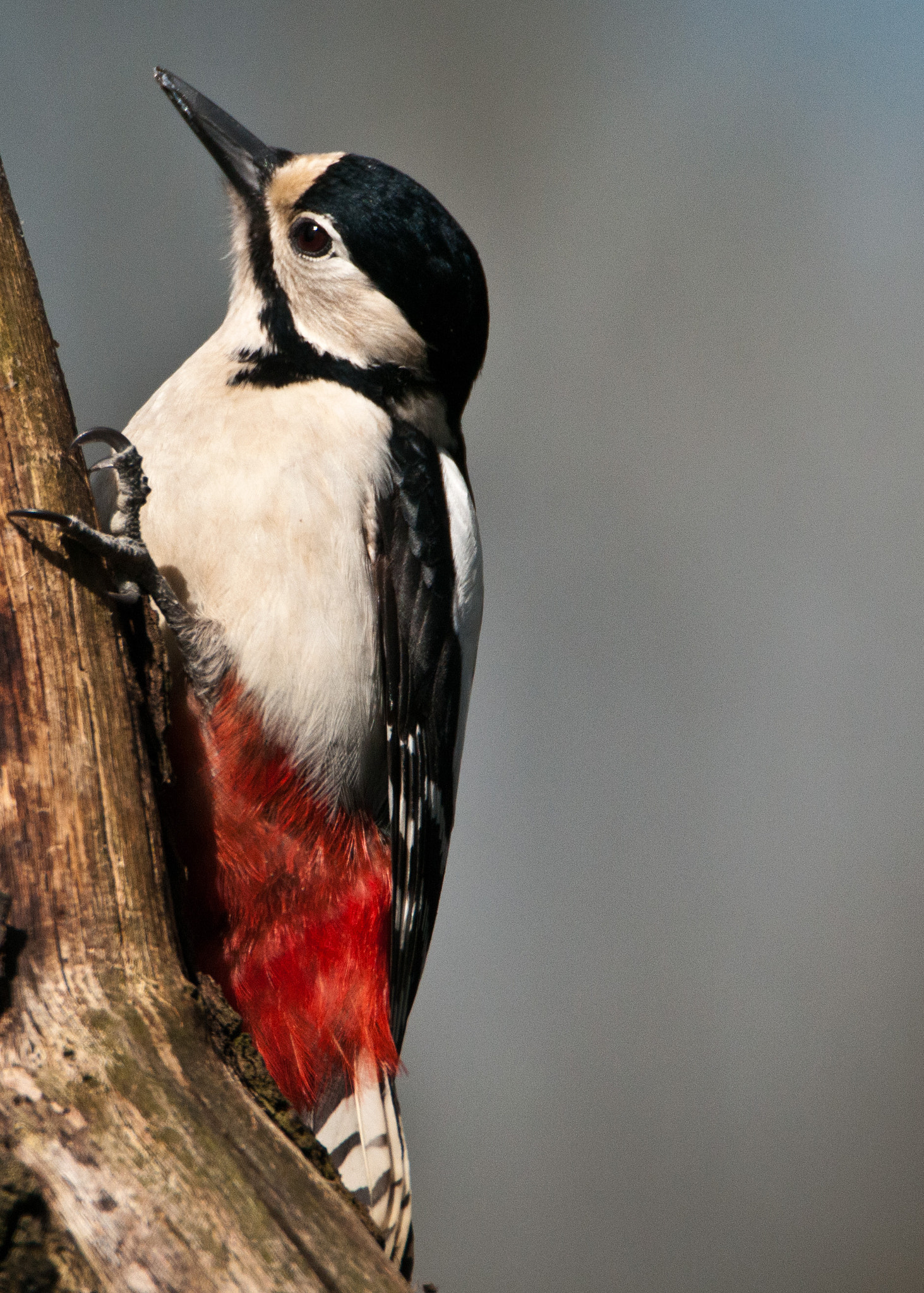 Nikon D300S + Tamron SP 150-600mm F5-6.3 Di VC USD sample photo. Greater spotted woodpecker (female) photography