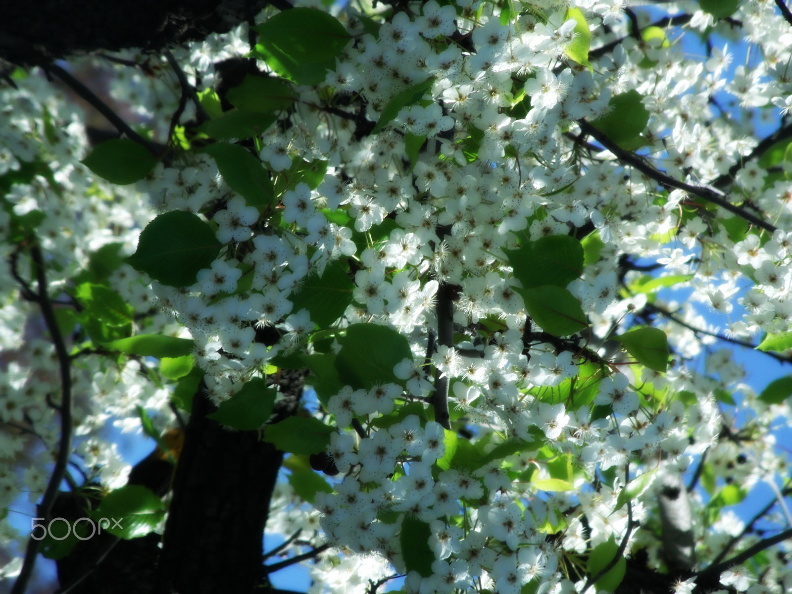 GENERAL IMAGING CO. X400 sample photo. Sweet blossoms photography
