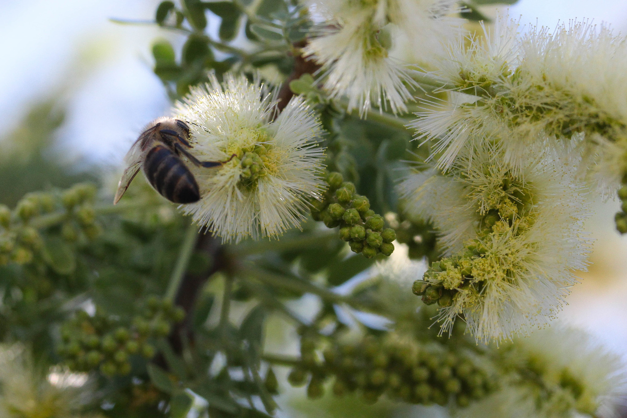 Canon EF-S 60mm F2.8 Macro USM sample photo. Bee photography