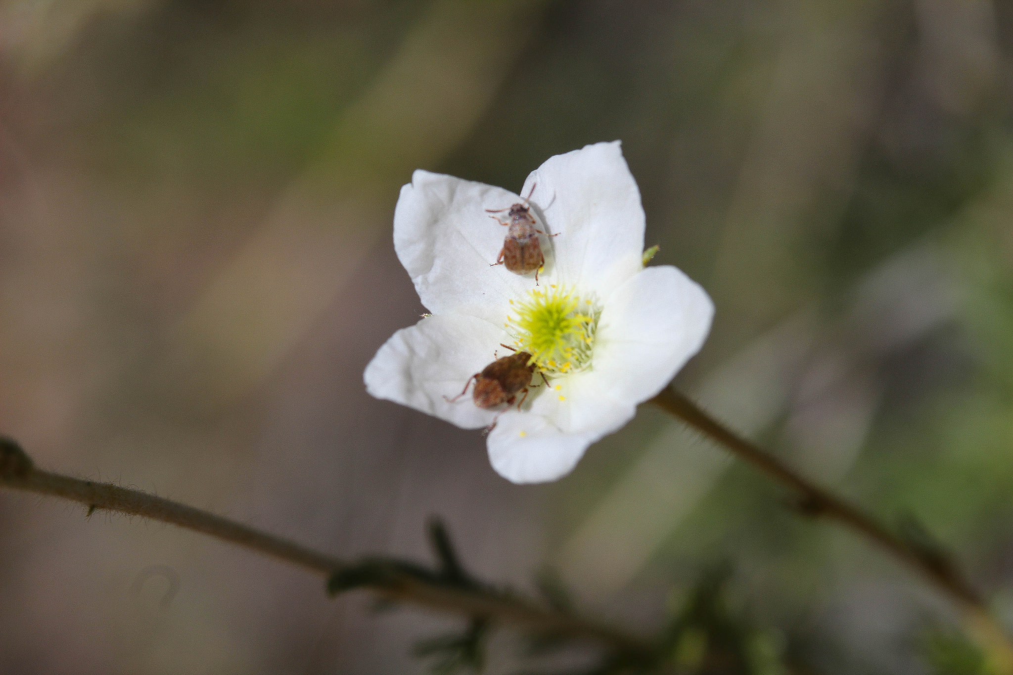 Canon EF-S 60mm F2.8 Macro USM sample photo