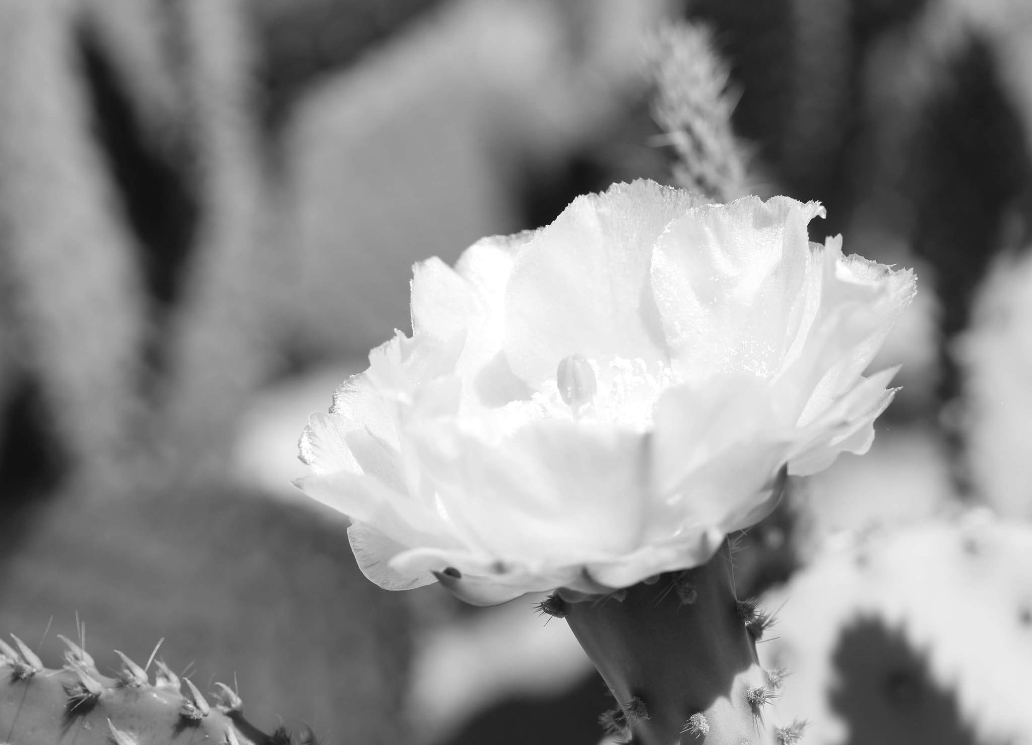 Canon EF-S 60mm F2.8 Macro USM sample photo