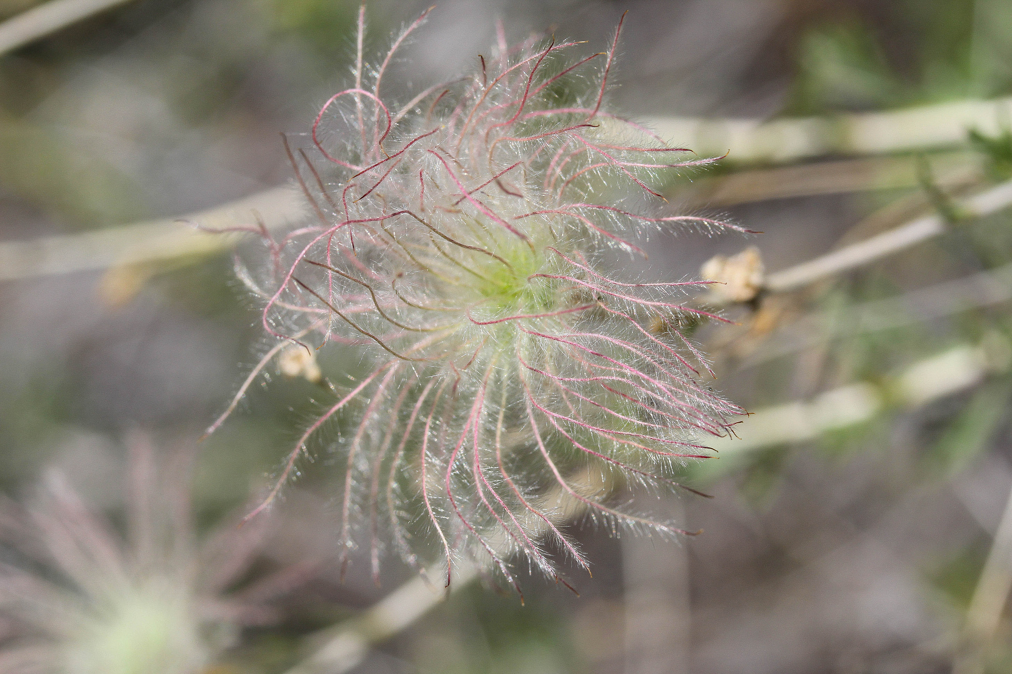 Canon EF-S 60mm F2.8 Macro USM sample photo. Squiggly photography