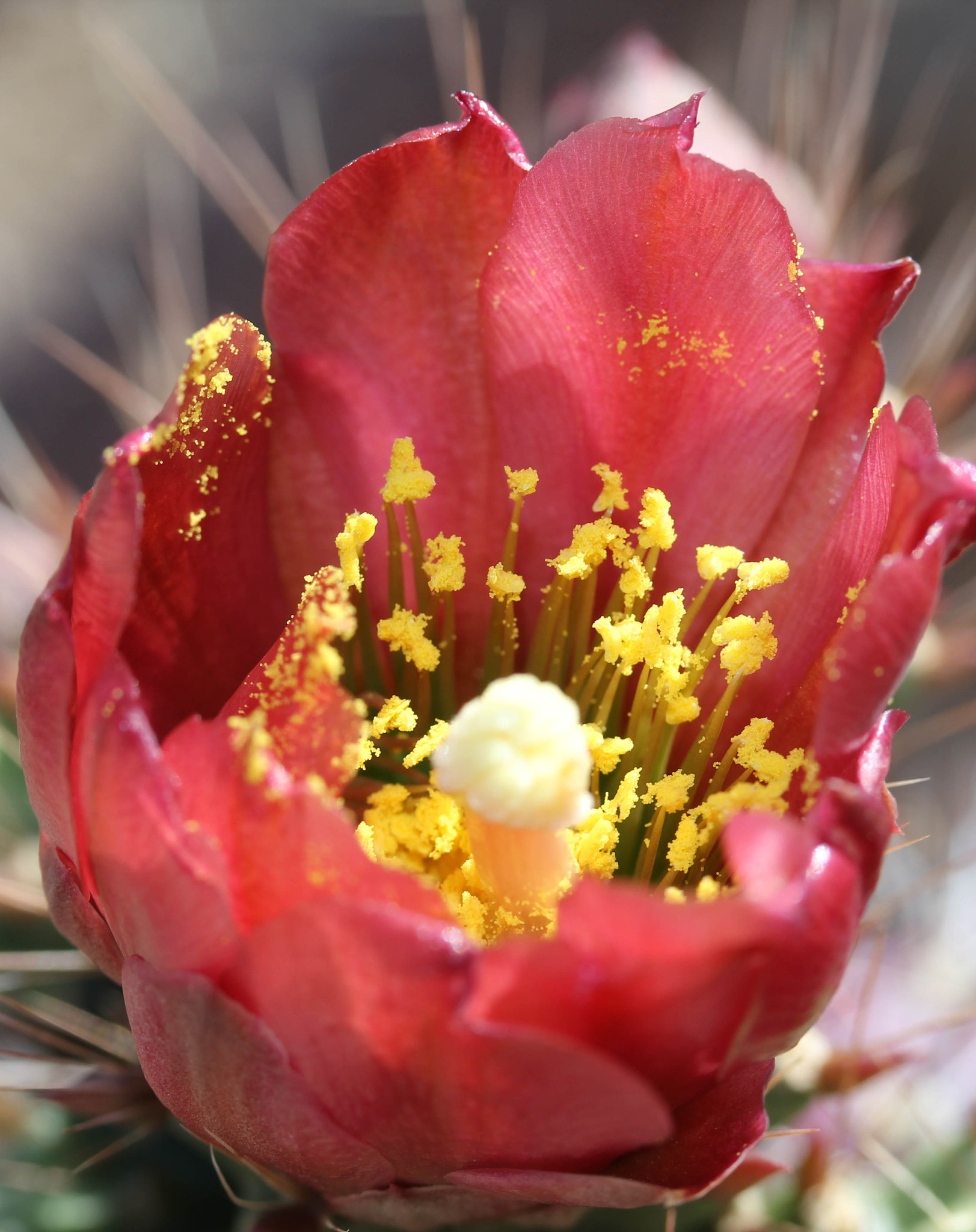 Canon EF-S 60mm F2.8 Macro USM sample photo. Pollen filled photography