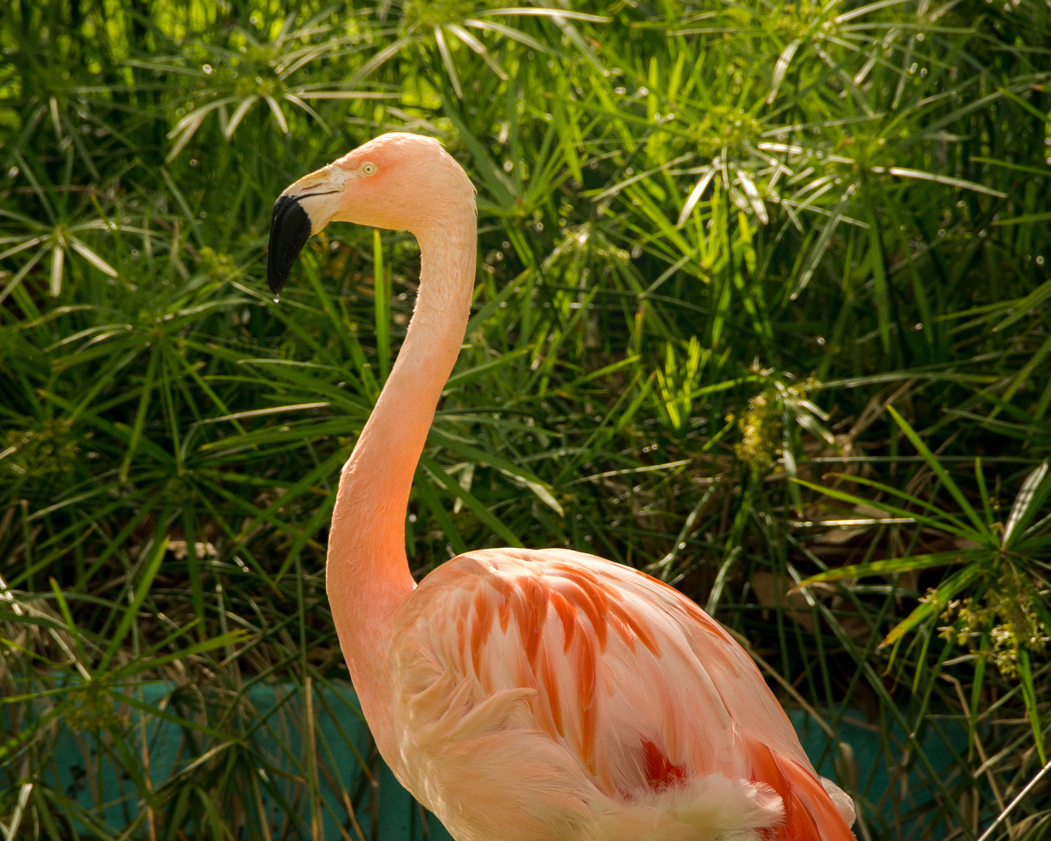 Sony DT 18-200mm F3.5-6.3 sample photo. Zoo bcn photography