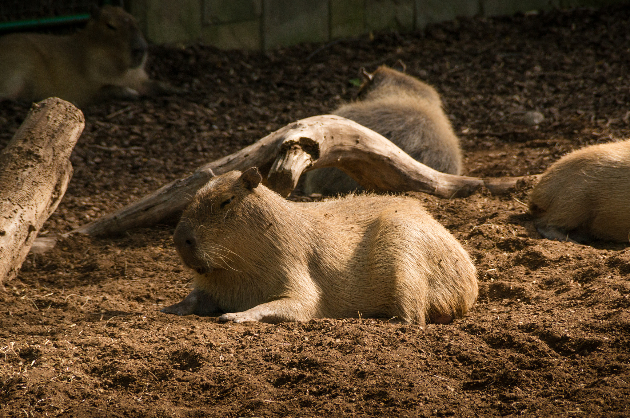 Sony DT 18-200mm F3.5-6.3 sample photo. Zoo bcn photography