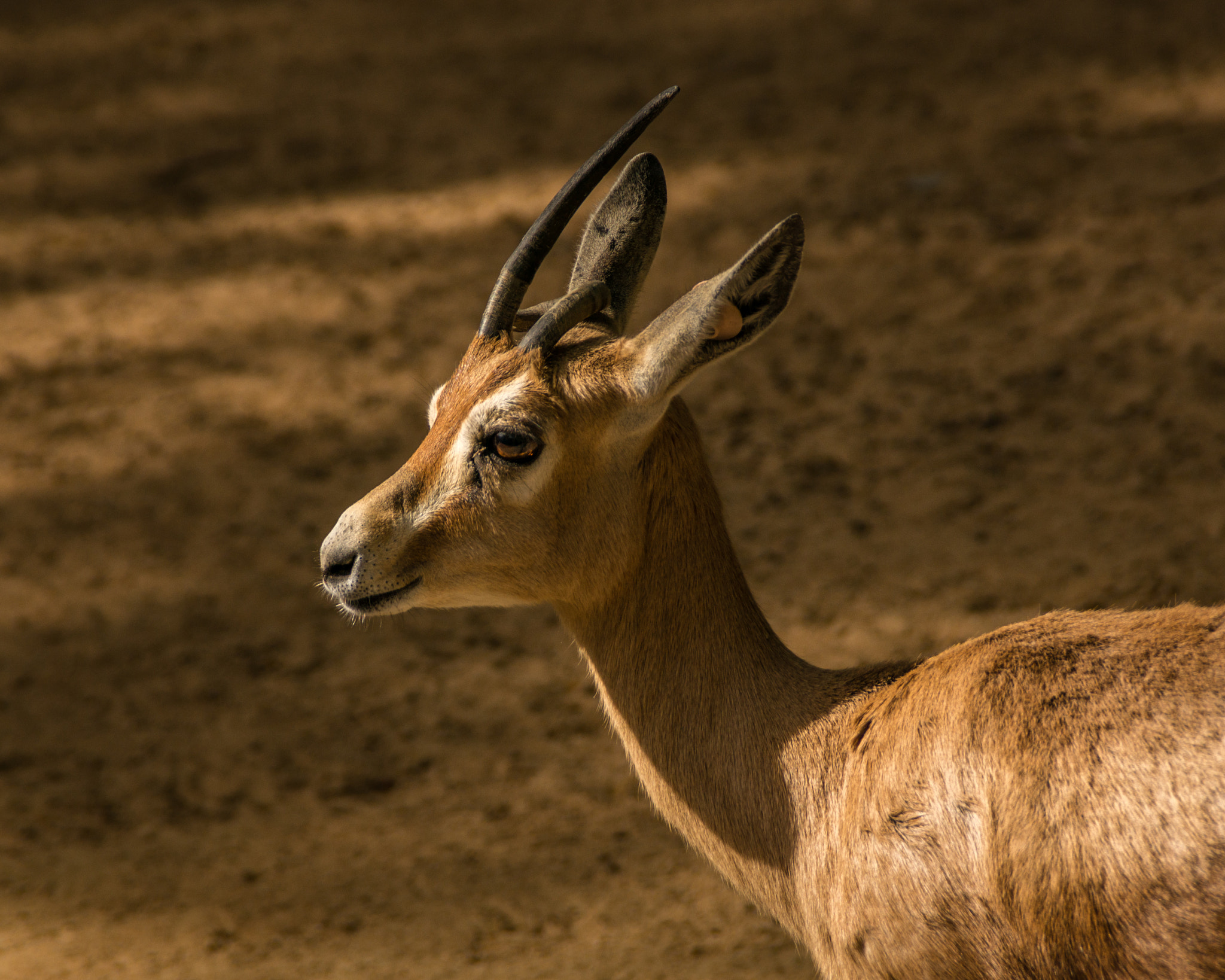 Sony DT 18-200mm F3.5-6.3 sample photo. Zoo bcn photography