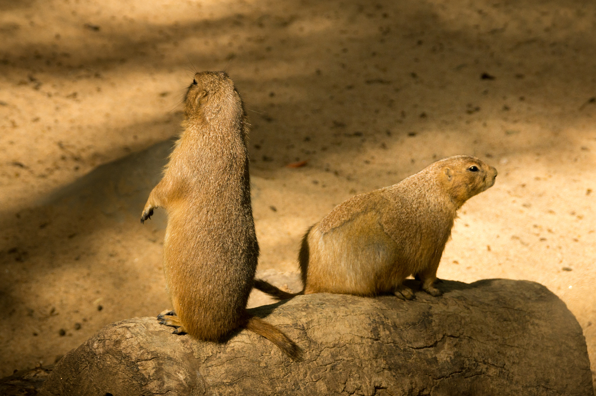 Sony DT 18-200mm F3.5-6.3 sample photo. Zoo bcn photography