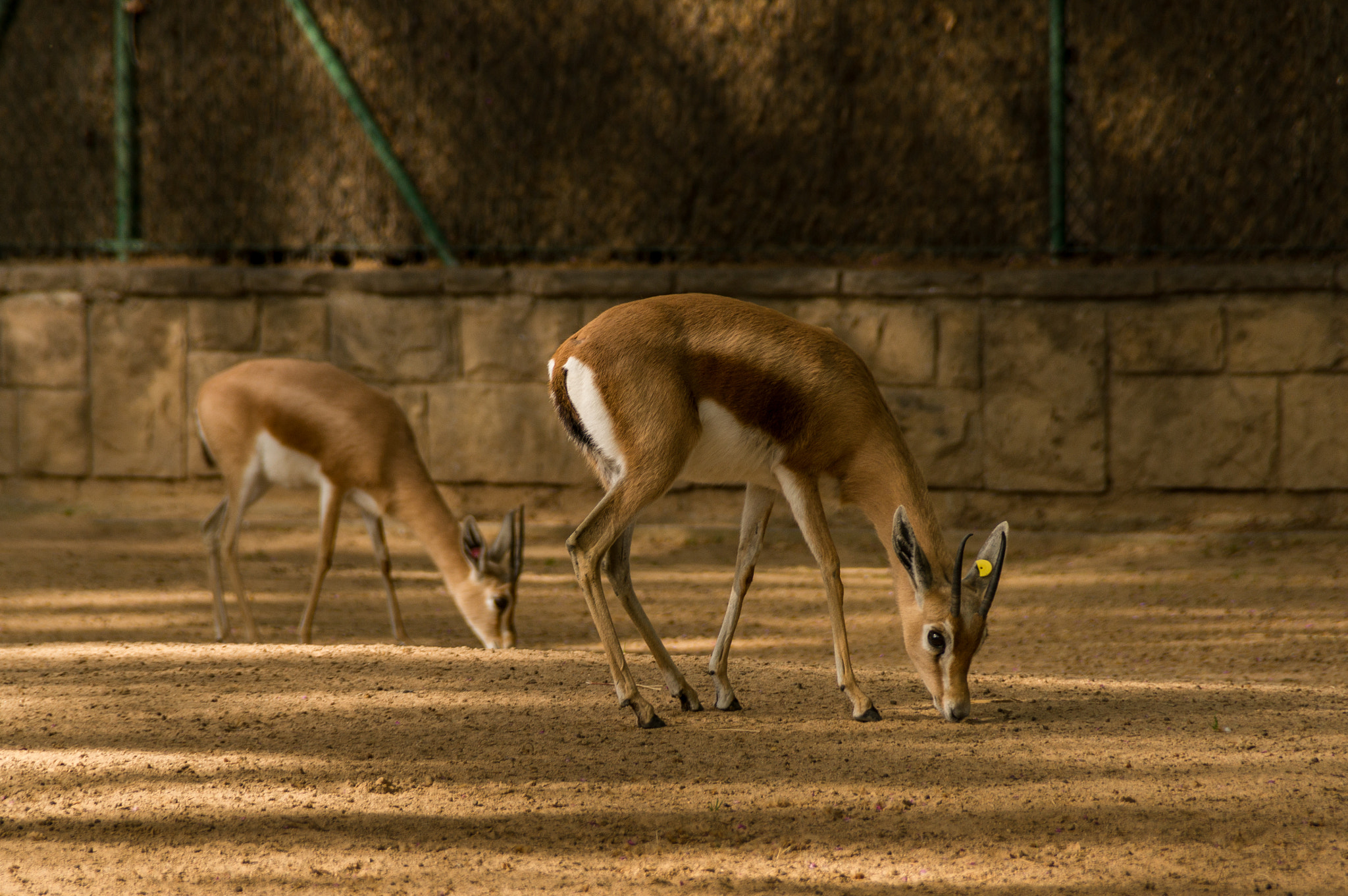 Sony DT 18-200mm F3.5-6.3 sample photo. Zoo bcn photography