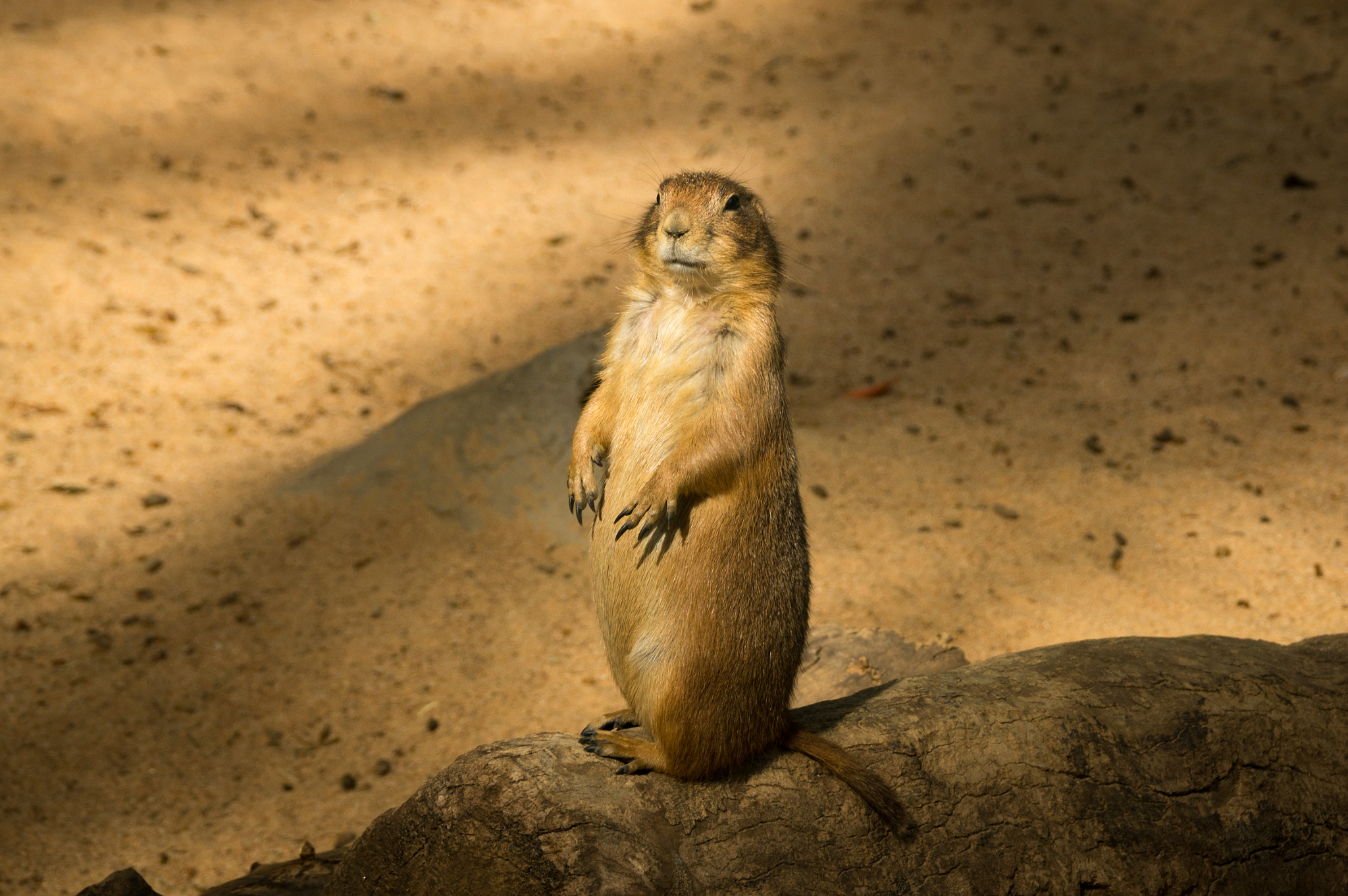 Sony DT 18-200mm F3.5-6.3 sample photo. Zoo bcn photography