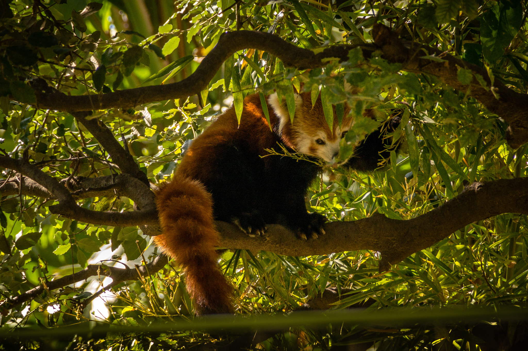 Sony DT 18-200mm F3.5-6.3 sample photo. Zoo bcn photography