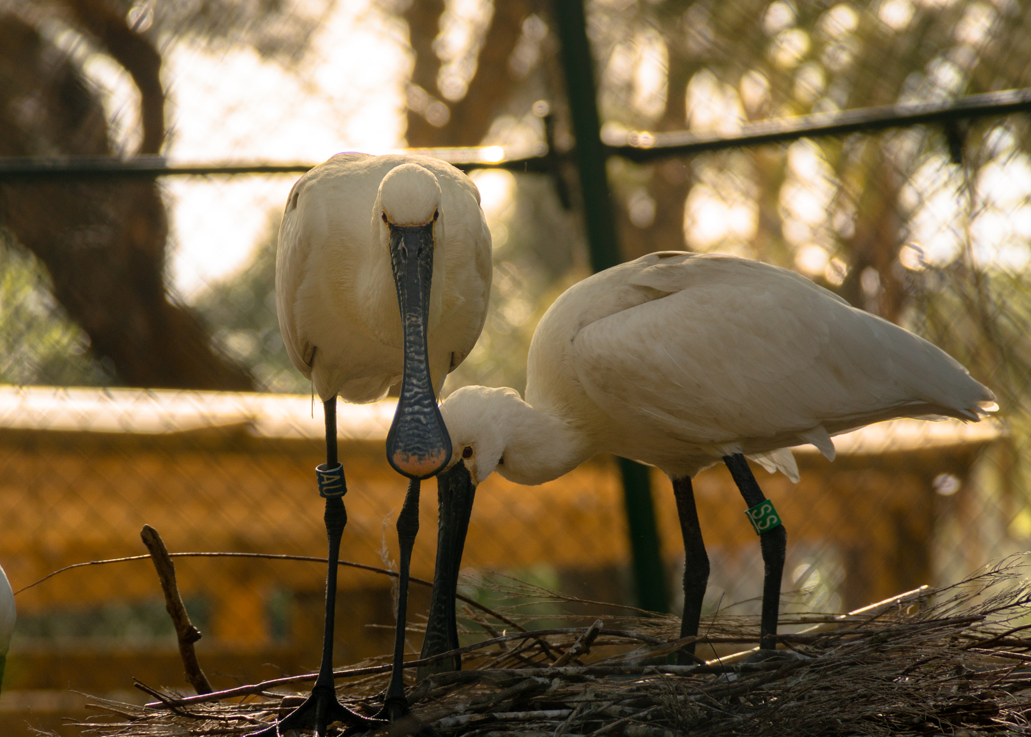Sony DT 18-200mm F3.5-6.3 sample photo. Zoo bcn photography