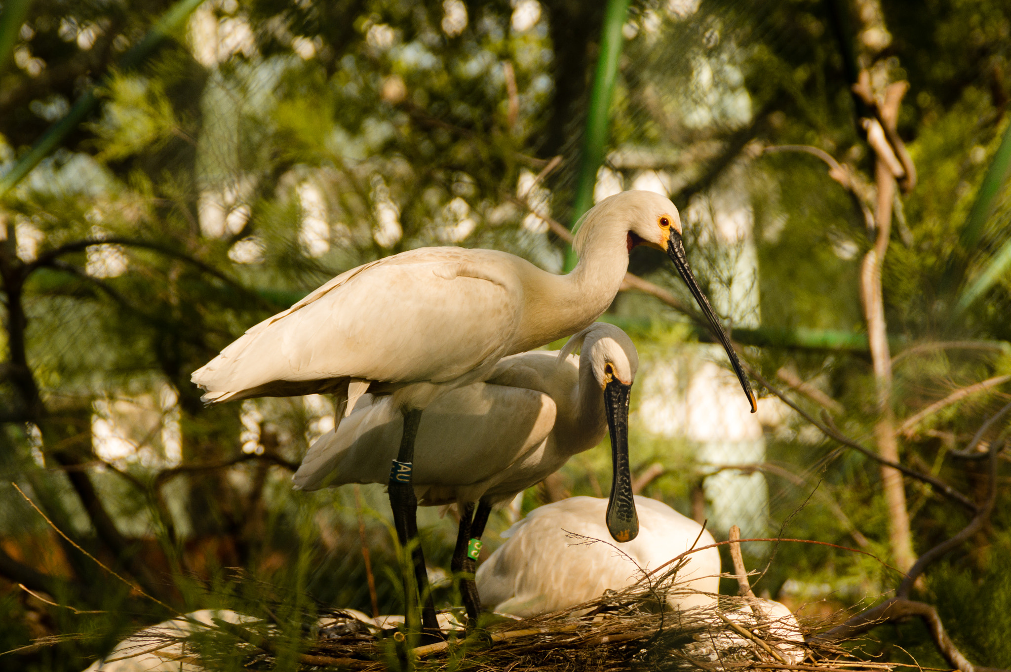 Sony DT 18-200mm F3.5-6.3 sample photo. Zoo bcn photography