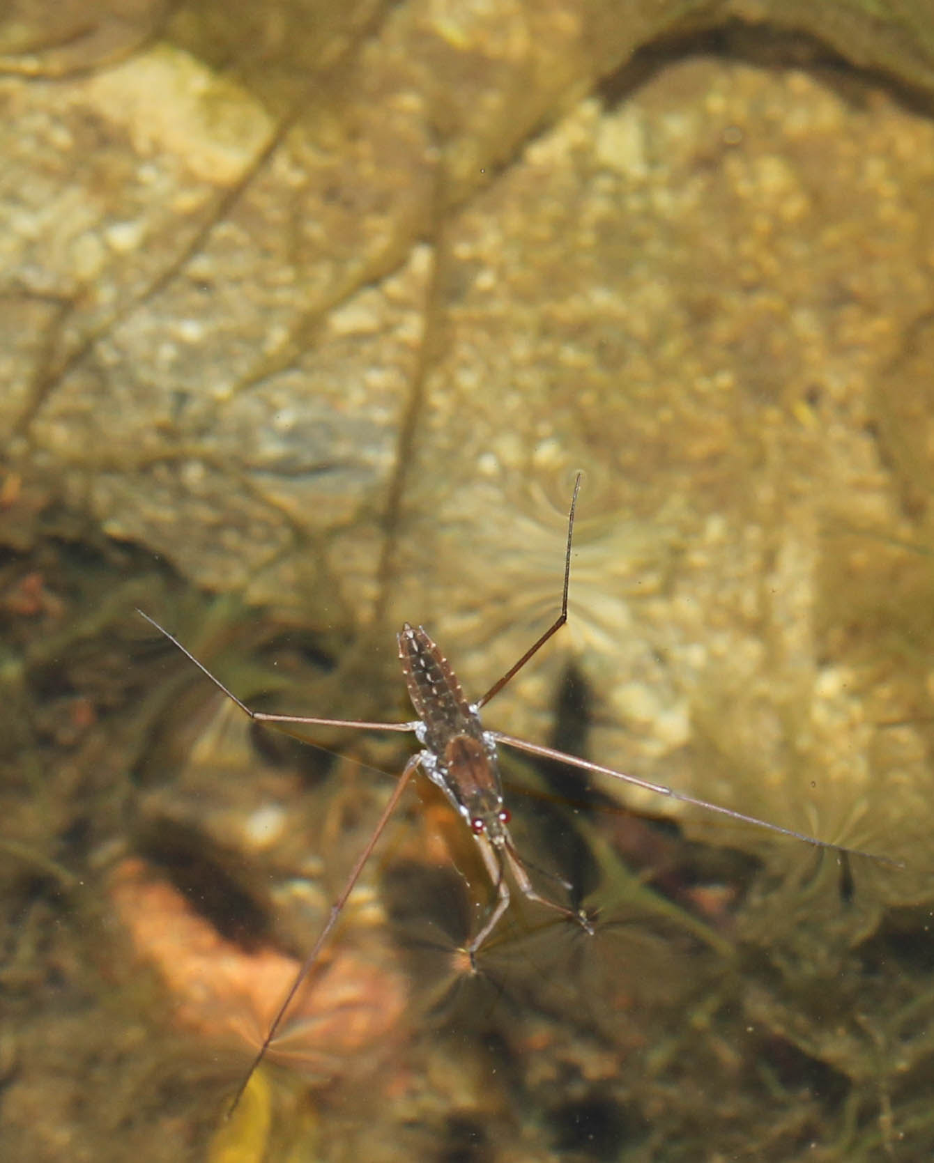 Canon EF-S 60mm F2.8 Macro USM sample photo. Water bug photography