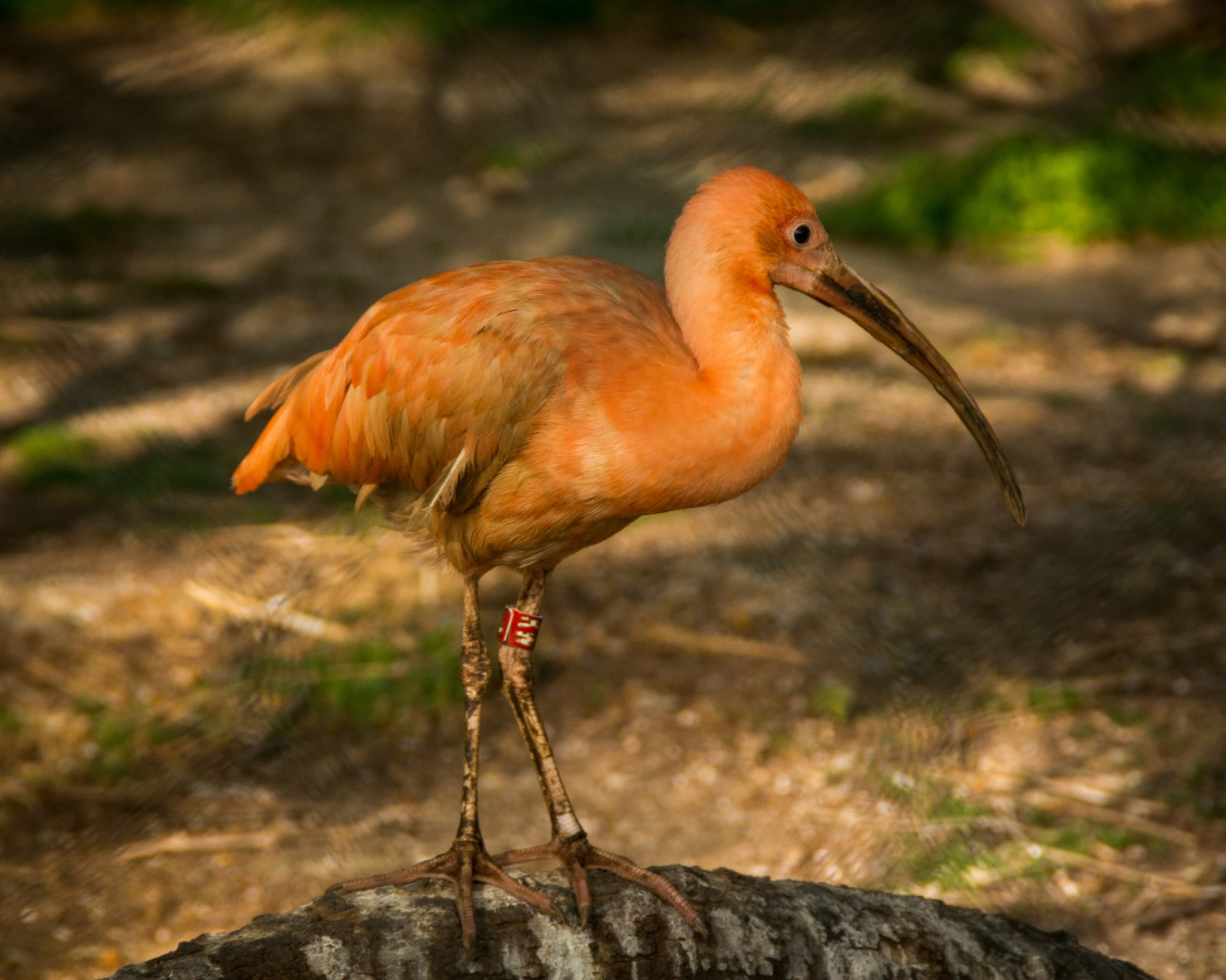 Sony DT 18-200mm F3.5-6.3 sample photo. Zoo bcn photography