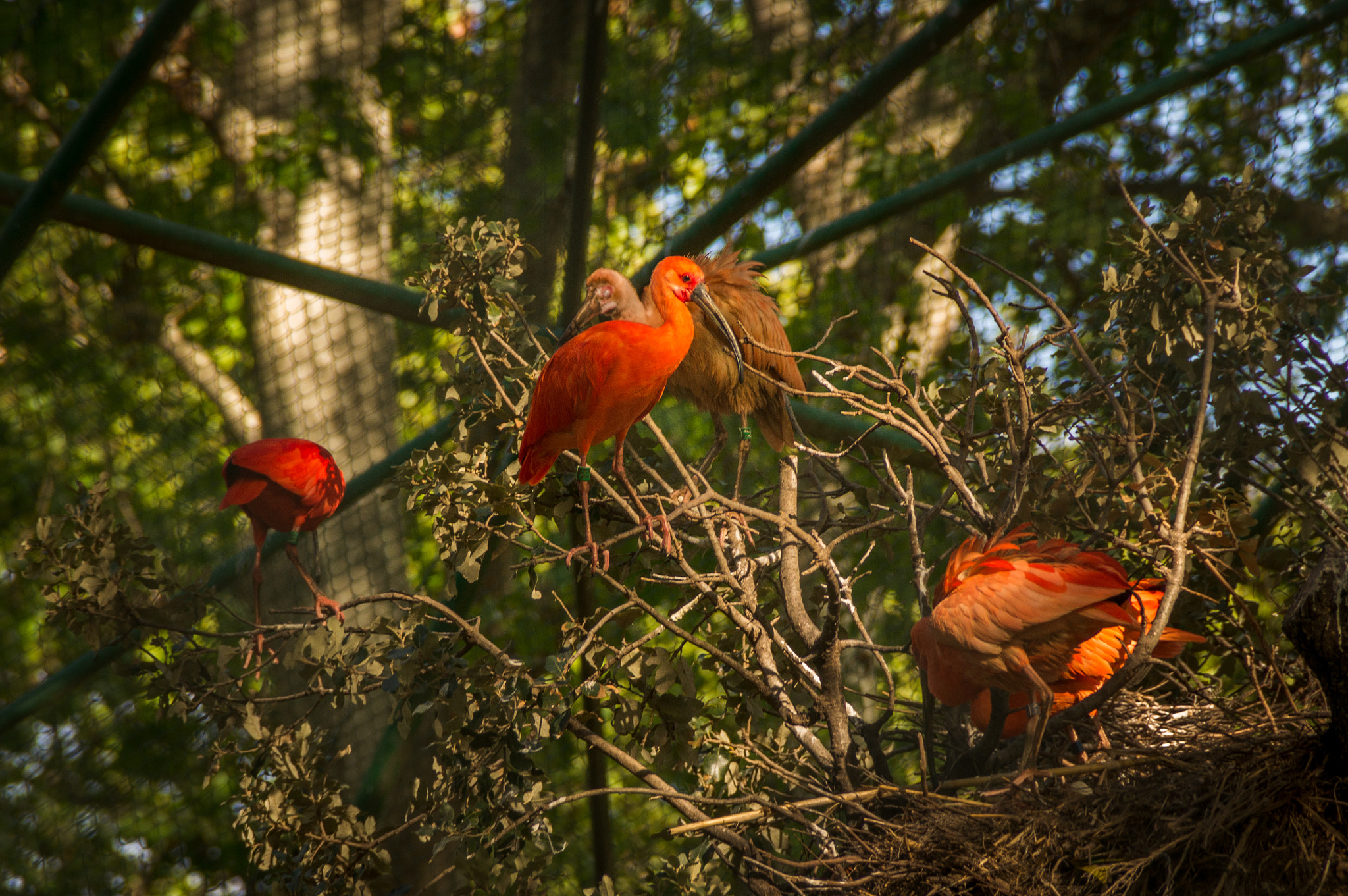 Sony DT 18-200mm F3.5-6.3 sample photo. Zoo bcn photography