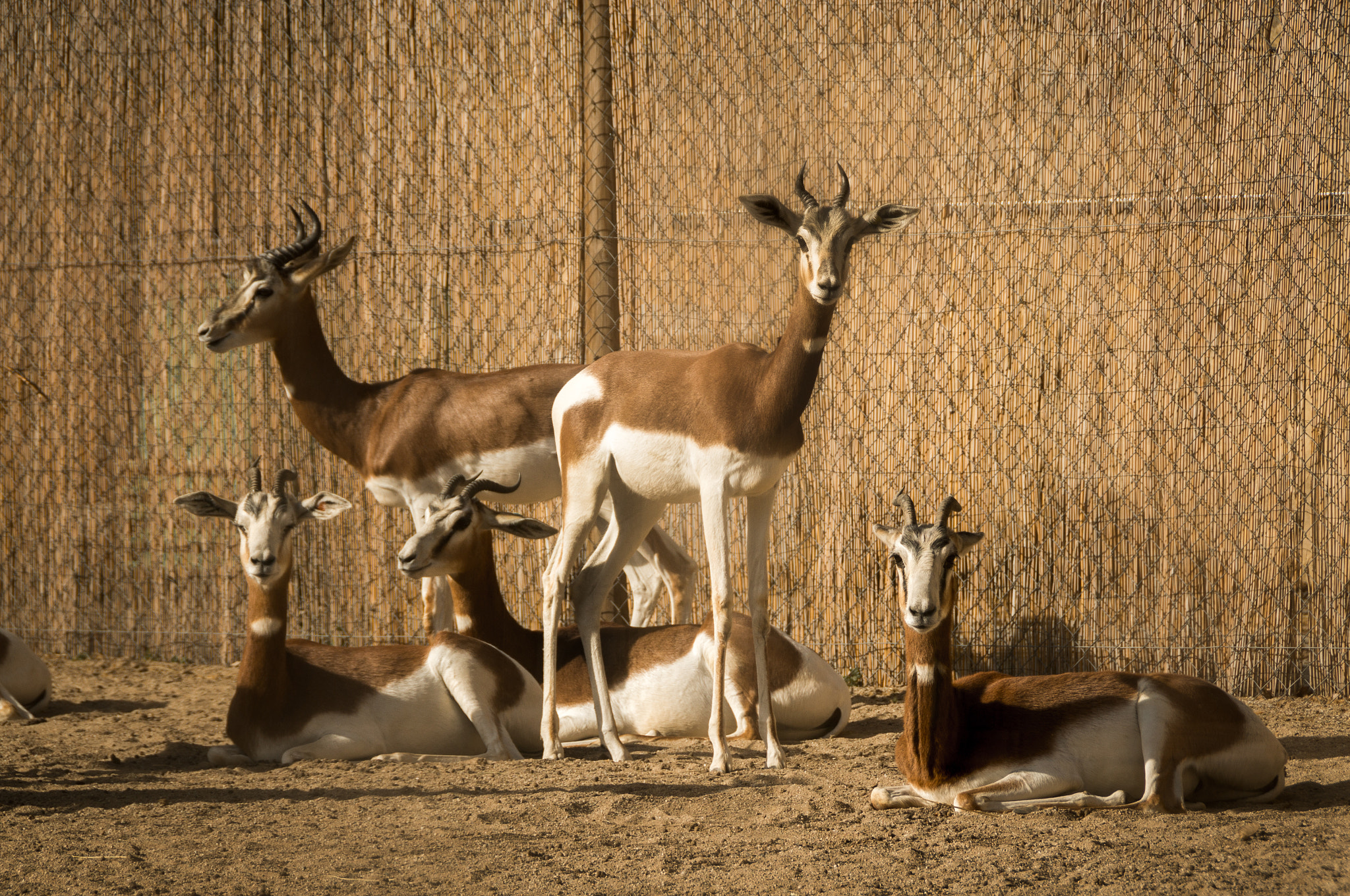 Sony DT 18-200mm F3.5-6.3 sample photo. Zoo bcn photography
