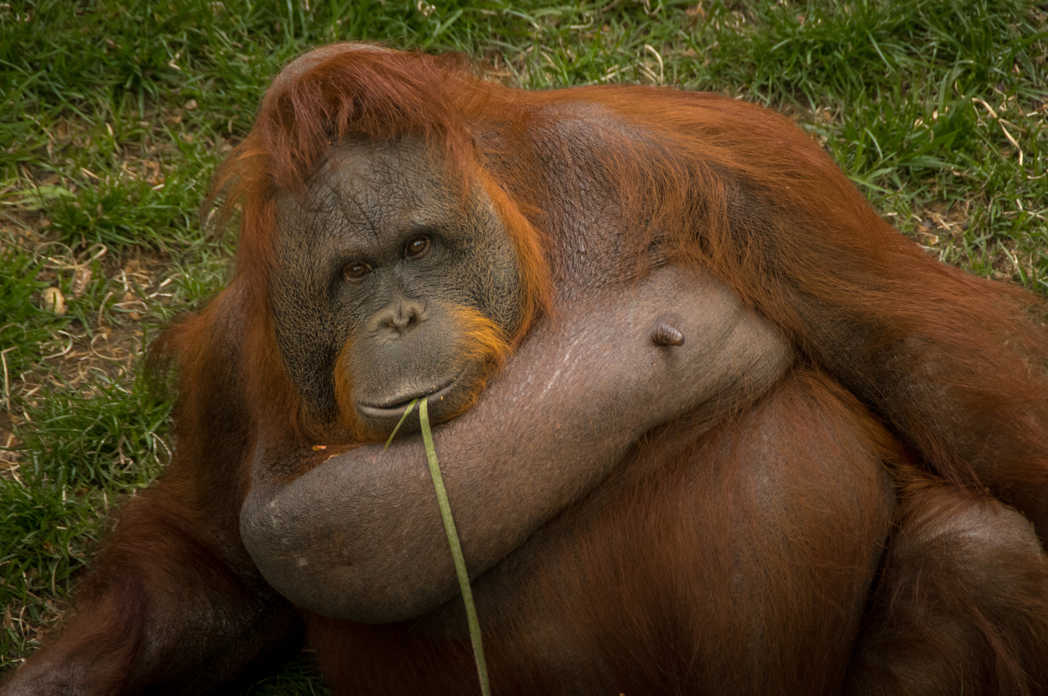 Sony DT 18-200mm F3.5-6.3 sample photo. Zoo bcn photography